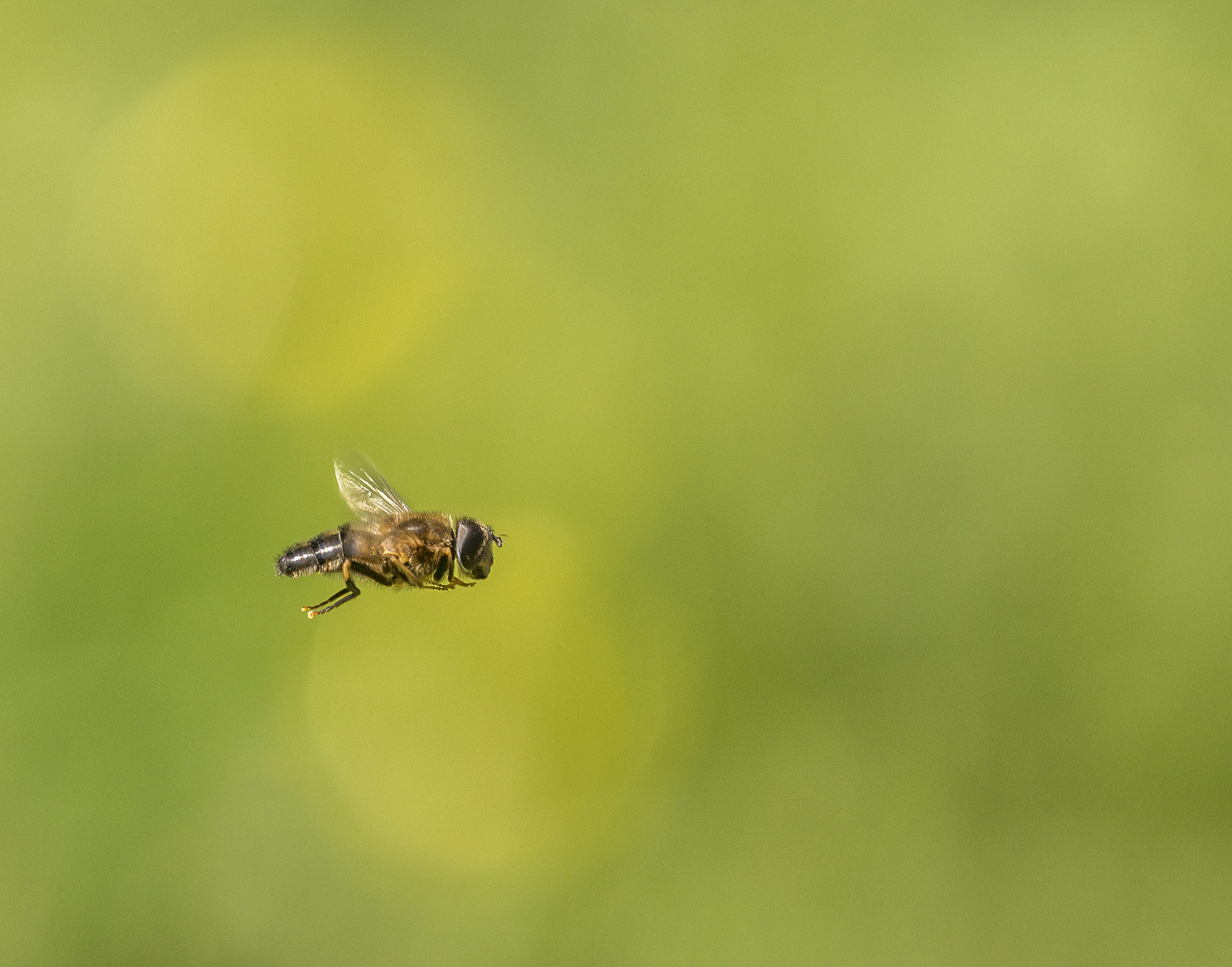 Nikon Nikkor AF-S 300mm F4E PF ED VR sample photo. Hoverfly photography