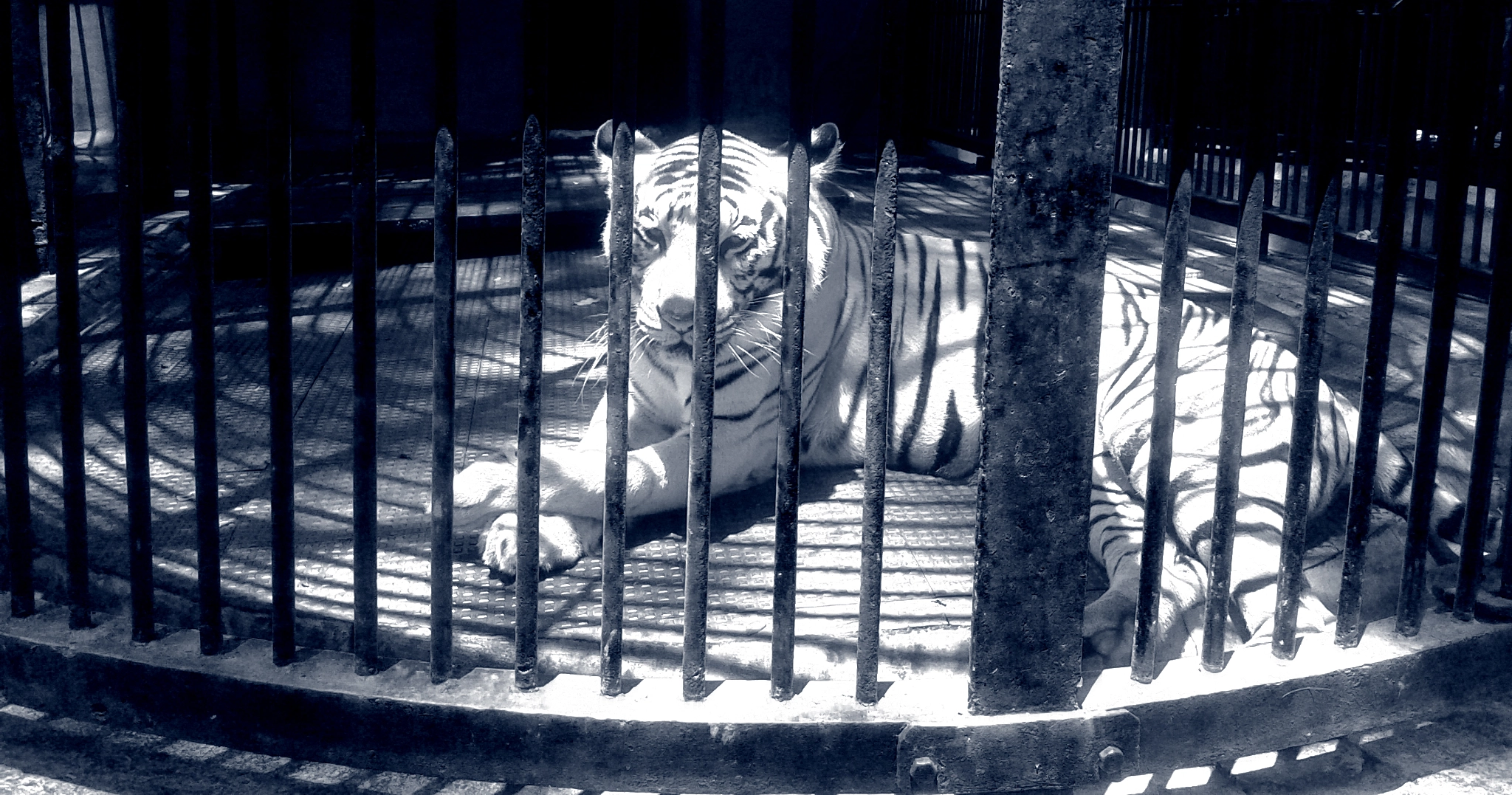 Samsung Galaxy S Advance sample photo. Tiger in the shadows photography