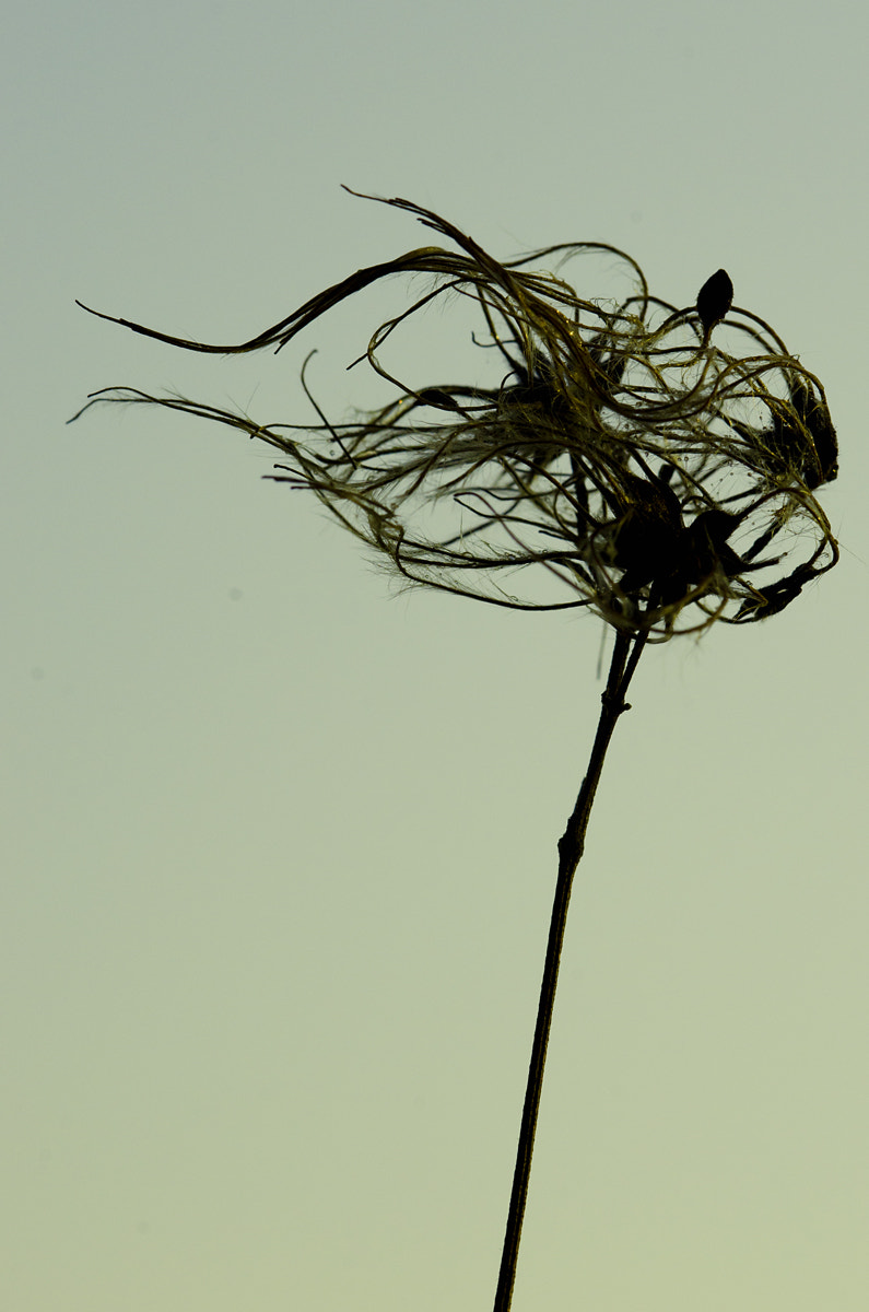 Nikon D7000 + Sigma 105mm F2.8 EX DG Macro sample photo. Blowing in the wind photography