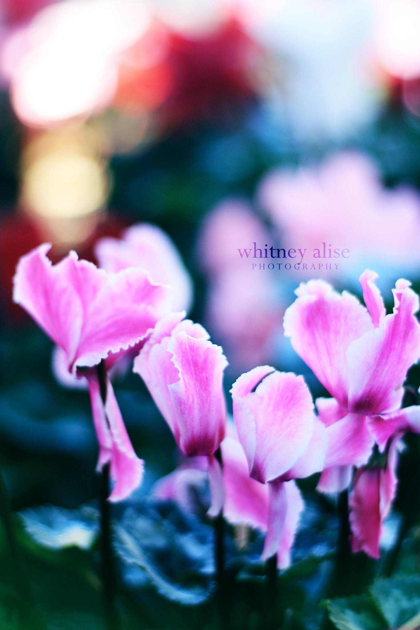 Canon EOS 1000D (EOS Digital Rebel XS / EOS Kiss F) + Canon EF 50mm F1.8 II sample photo. We found love photography