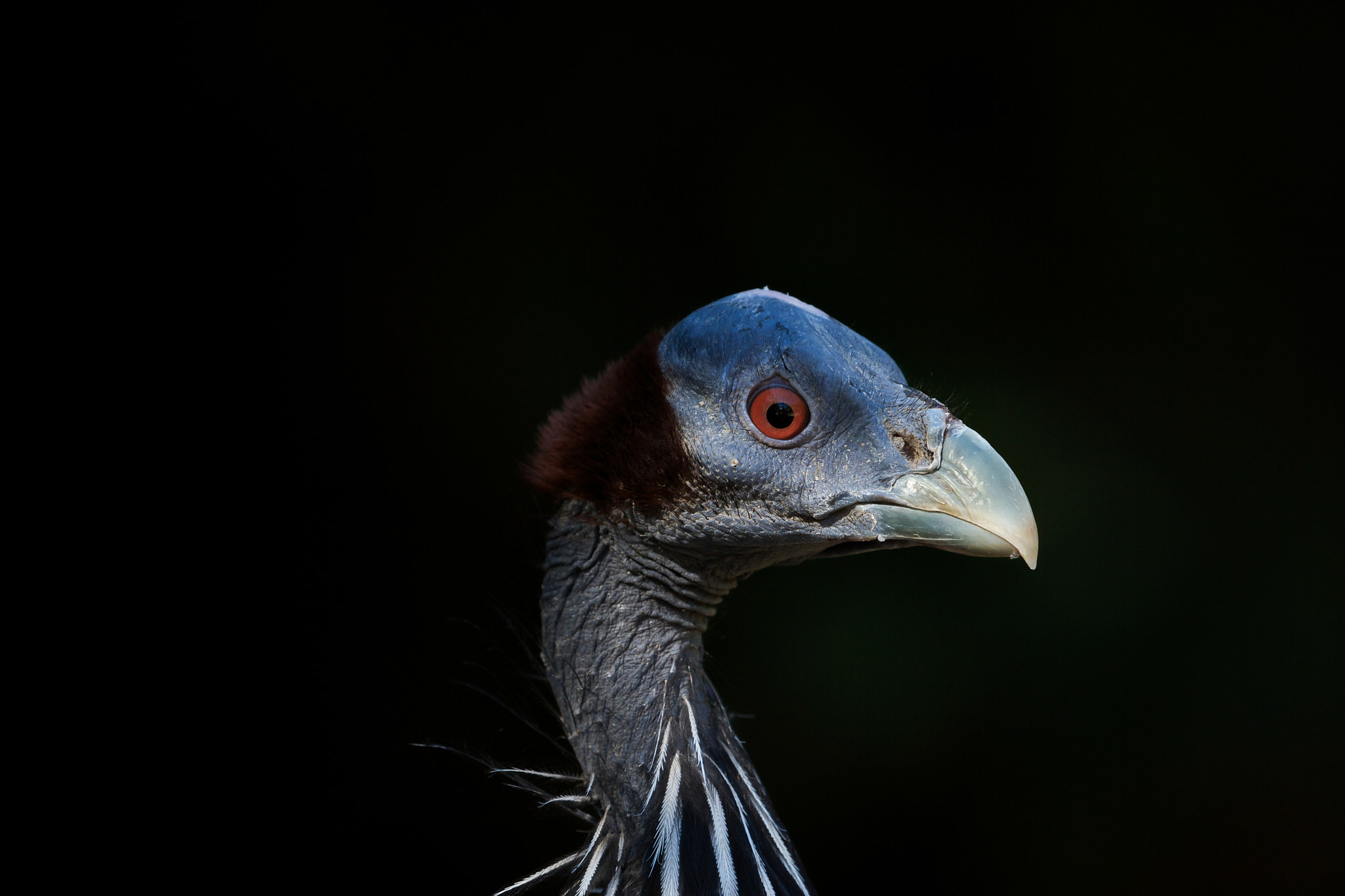 Canon EF 100-400mm F4.5-5.6L IS II USM sample photo. Exit of the shadow photography