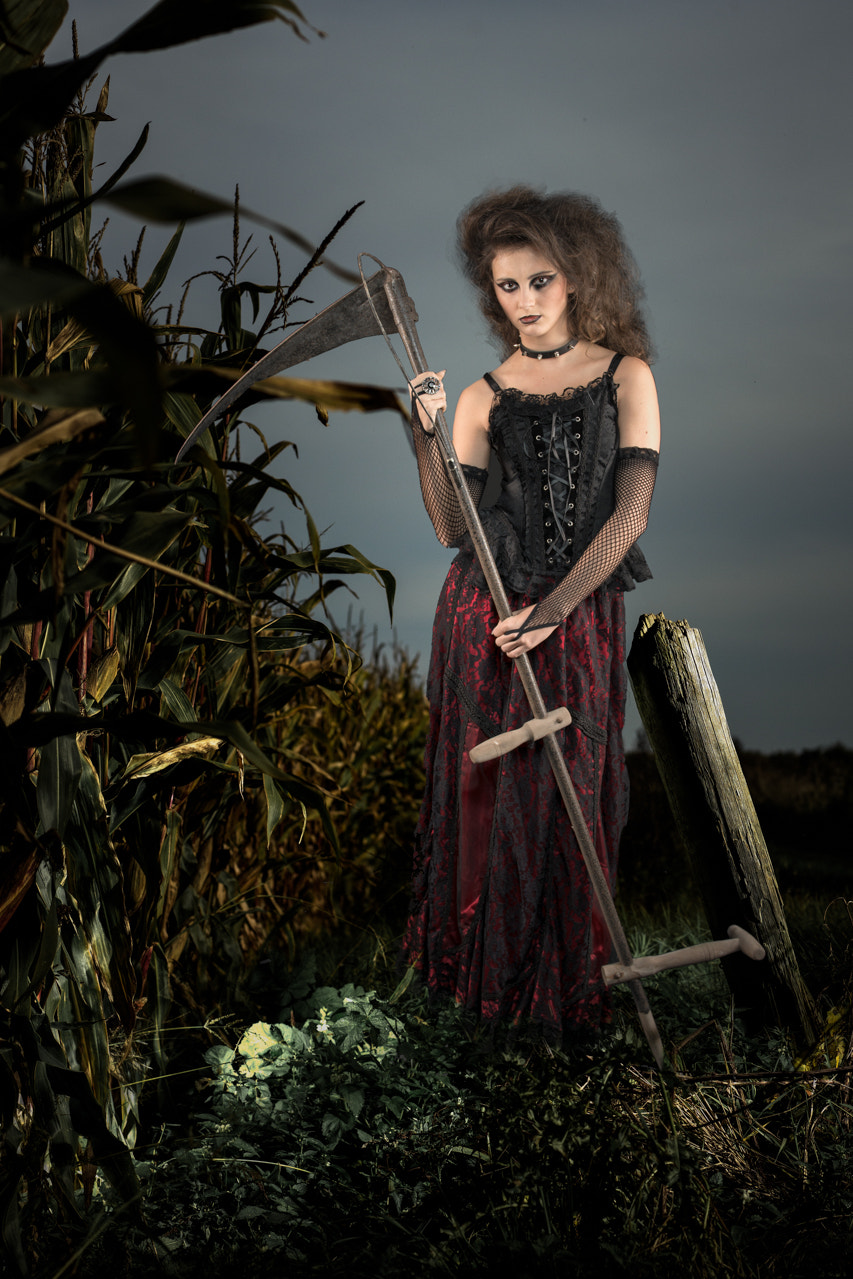Phase One IQ140 + Schneider LS 80mm f/2.8 sample photo. Corn photography