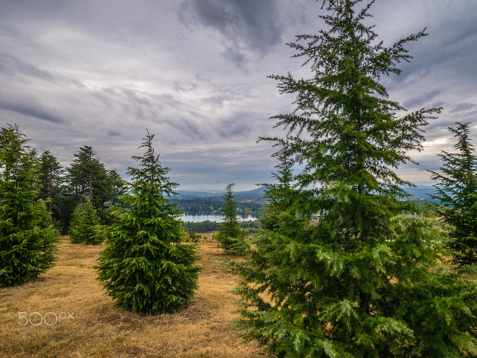 Panasonic DMC-GM1S sample photo. Himalayan cedar photography
