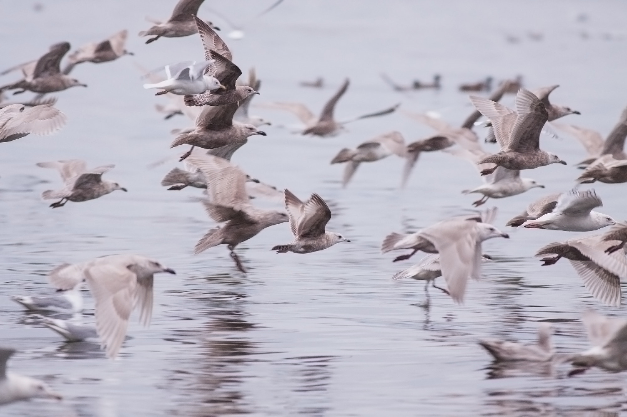 Canon EOS 50D + Canon EF 400mm F5.6L USM sample photo. Play photography