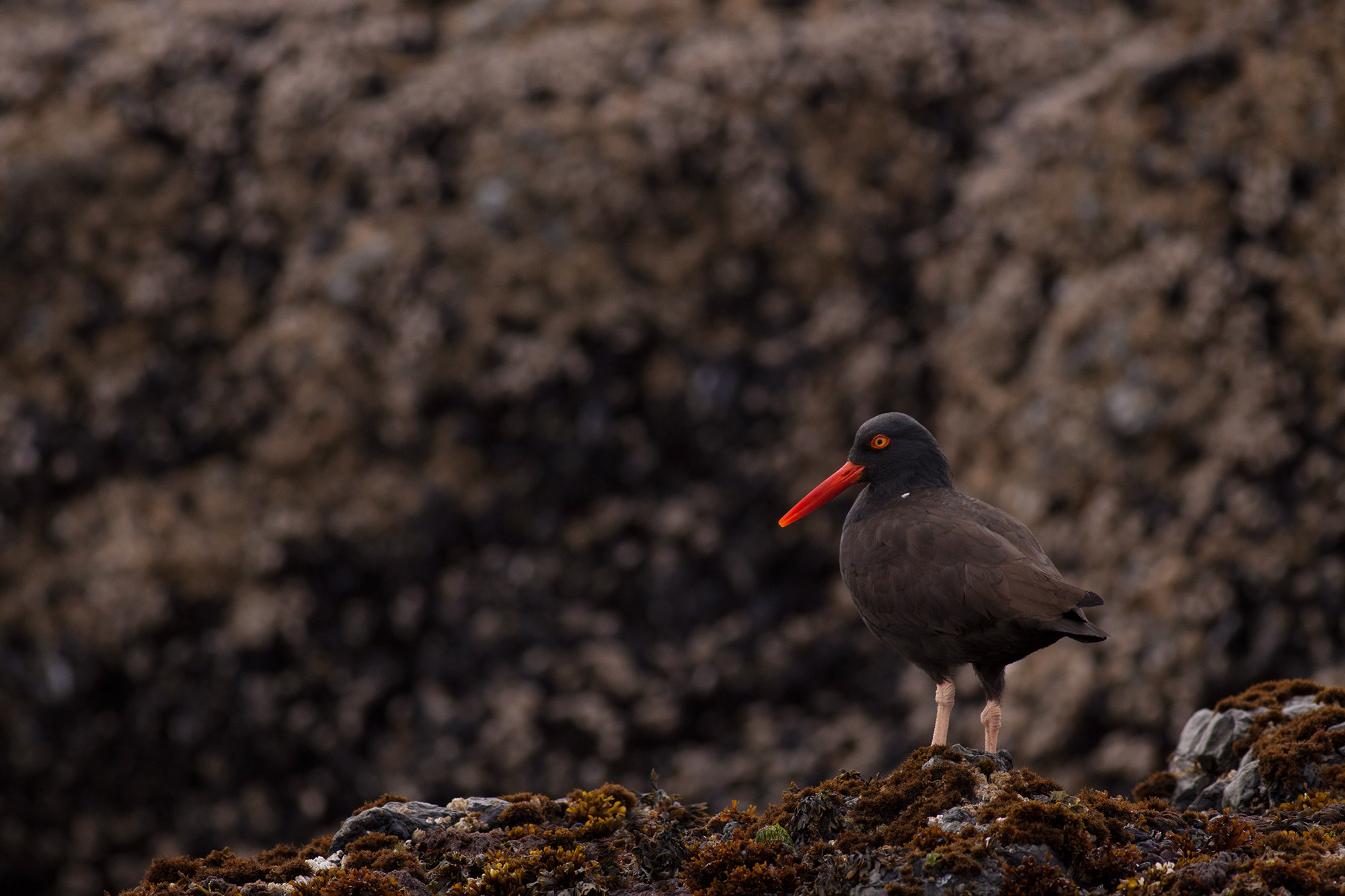 Canon EOS 50D + Canon EF 400mm F5.6L USM sample photo. Coast birding photography