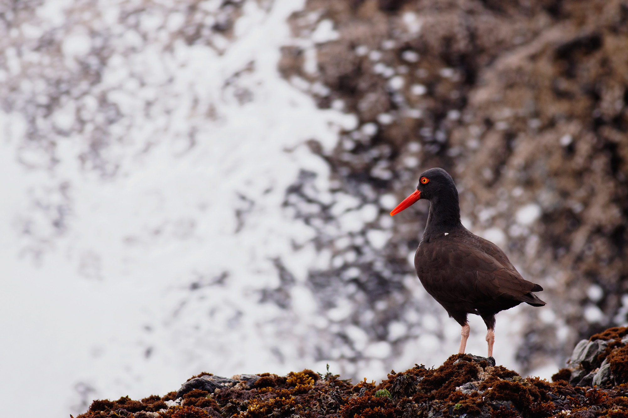 Canon EOS 50D + Canon EF 400mm F5.6L USM sample photo. Coast birding ii photography