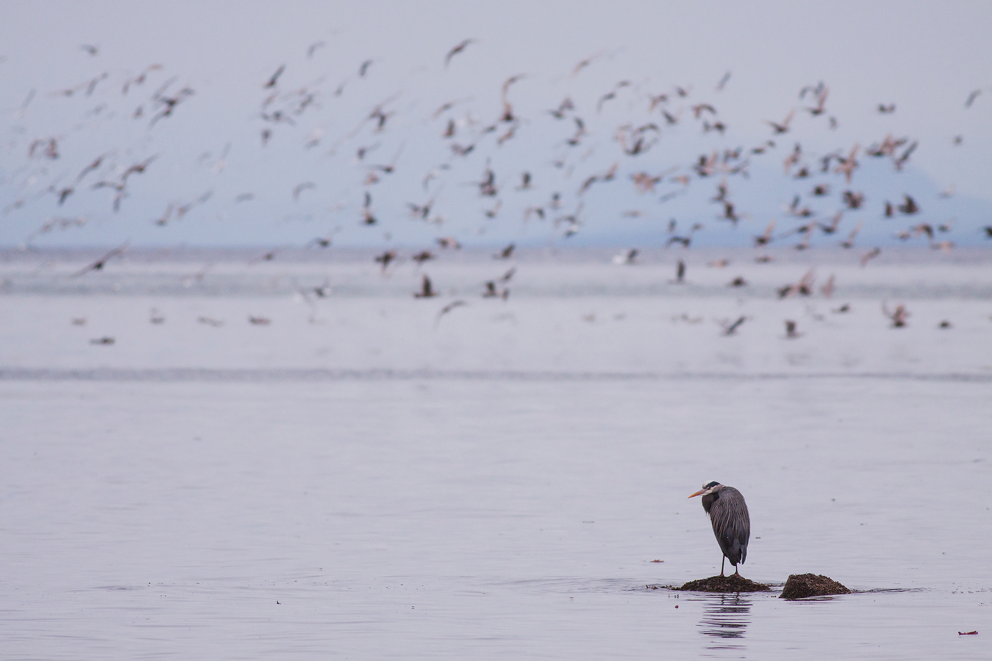 Canon EOS 50D + Canon EF 400mm F5.6L USM sample photo. Kye bay birding iii photography