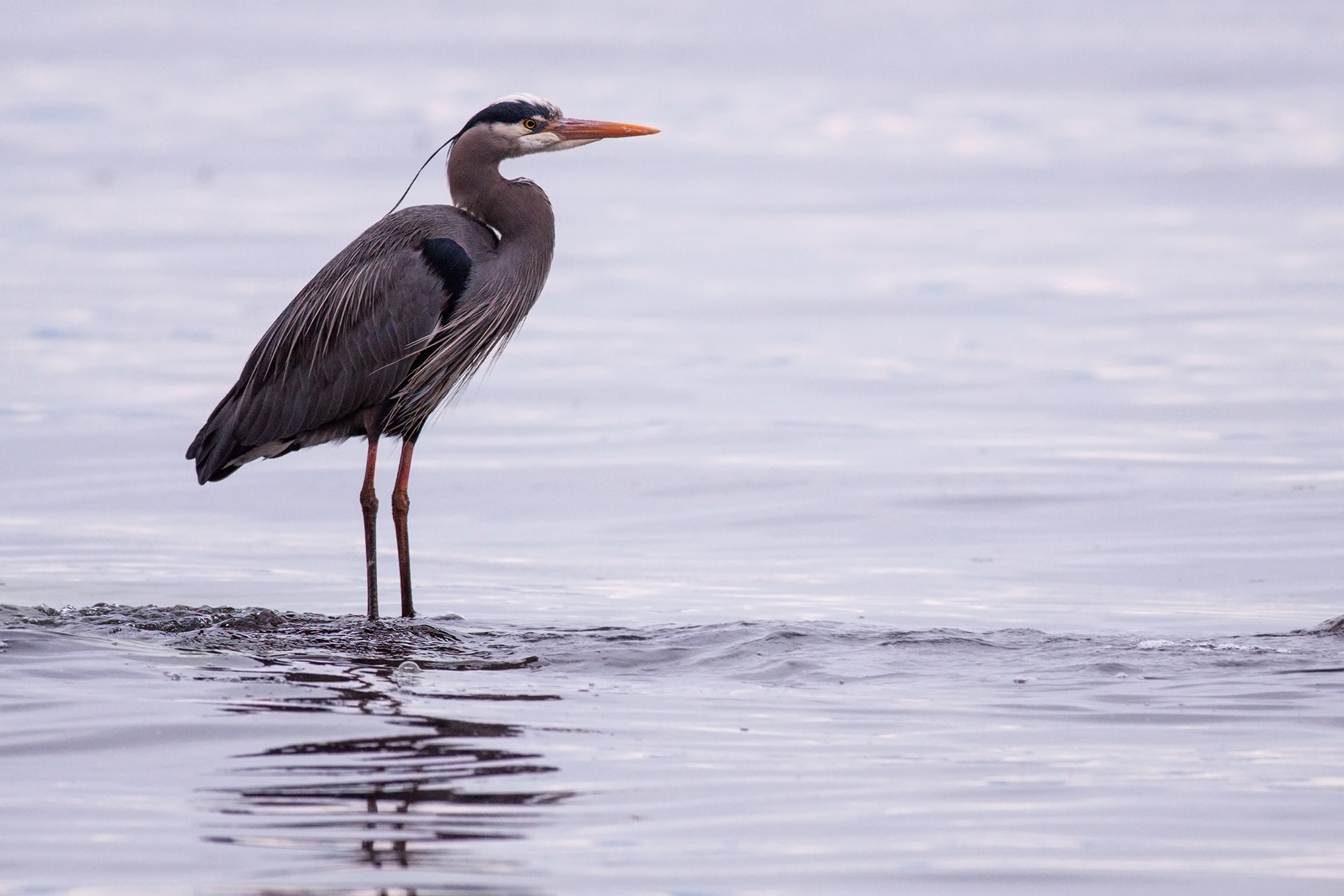 Canon EOS 50D + Canon EF 400mm F5.6L USM sample photo. Kye bay birding ii photography