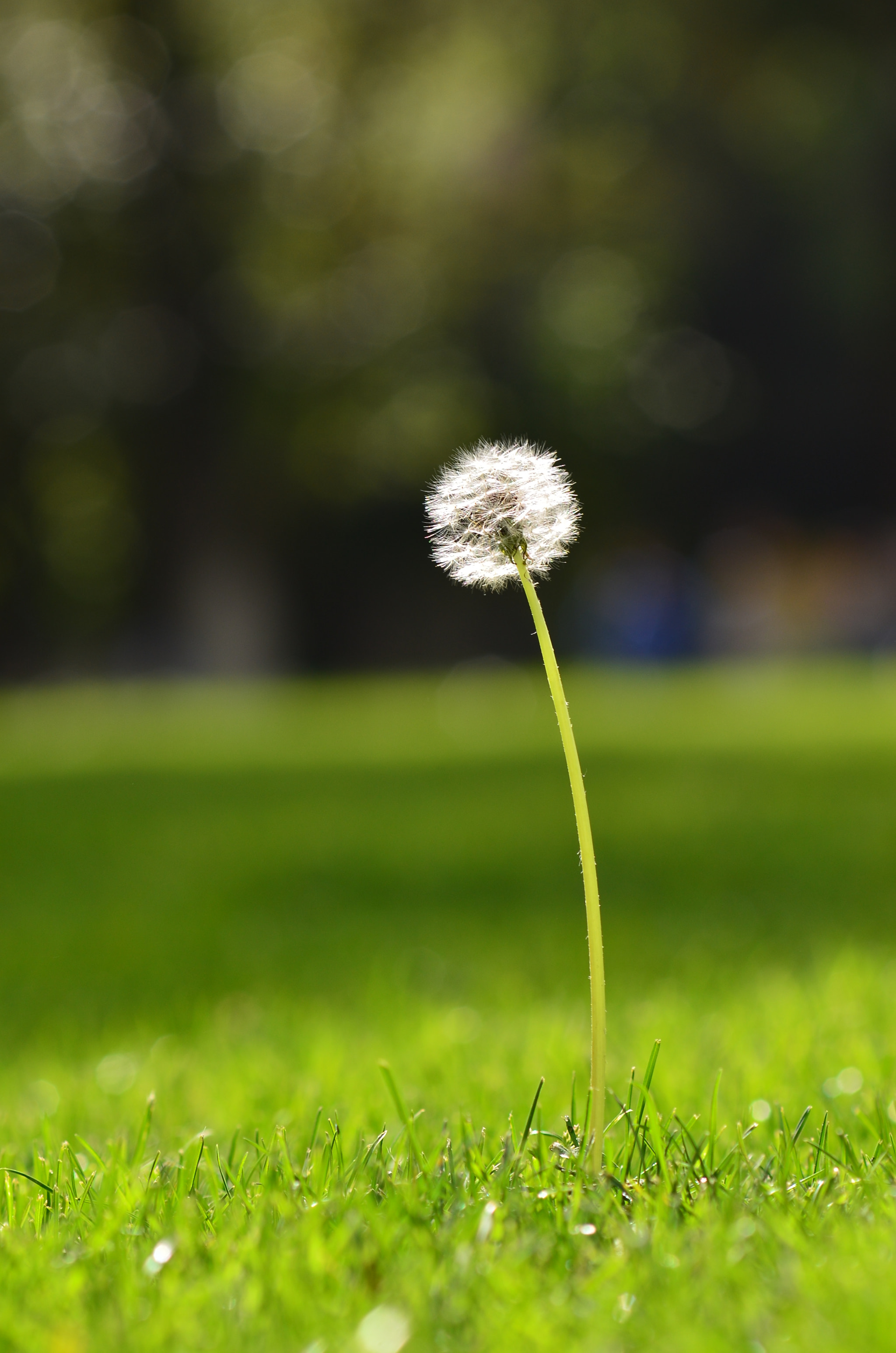 Manual Lens No CPU sample photo. Dandelion under the sunshine photography