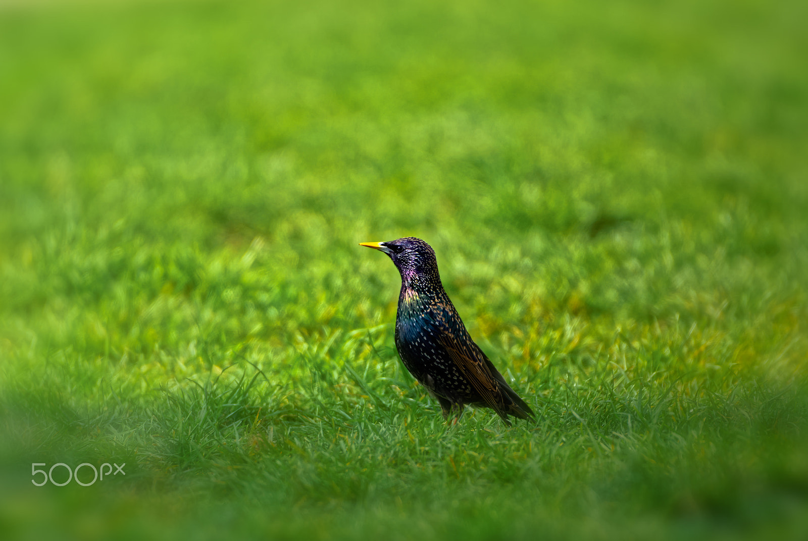 Sigma 50-500mm F4.5-6.3 DG OS HSM sample photo. Suspicious starling photography