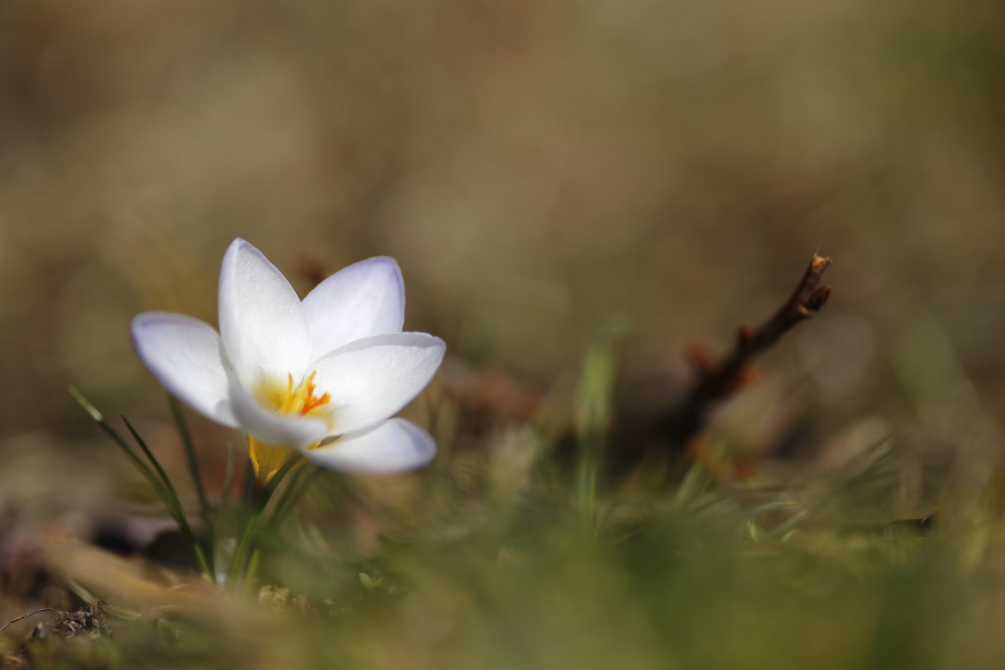 Canon EOS 6D + Sigma 105mm F2.8 EX DG Macro sample photo. Like a painted flower drawn with light photography