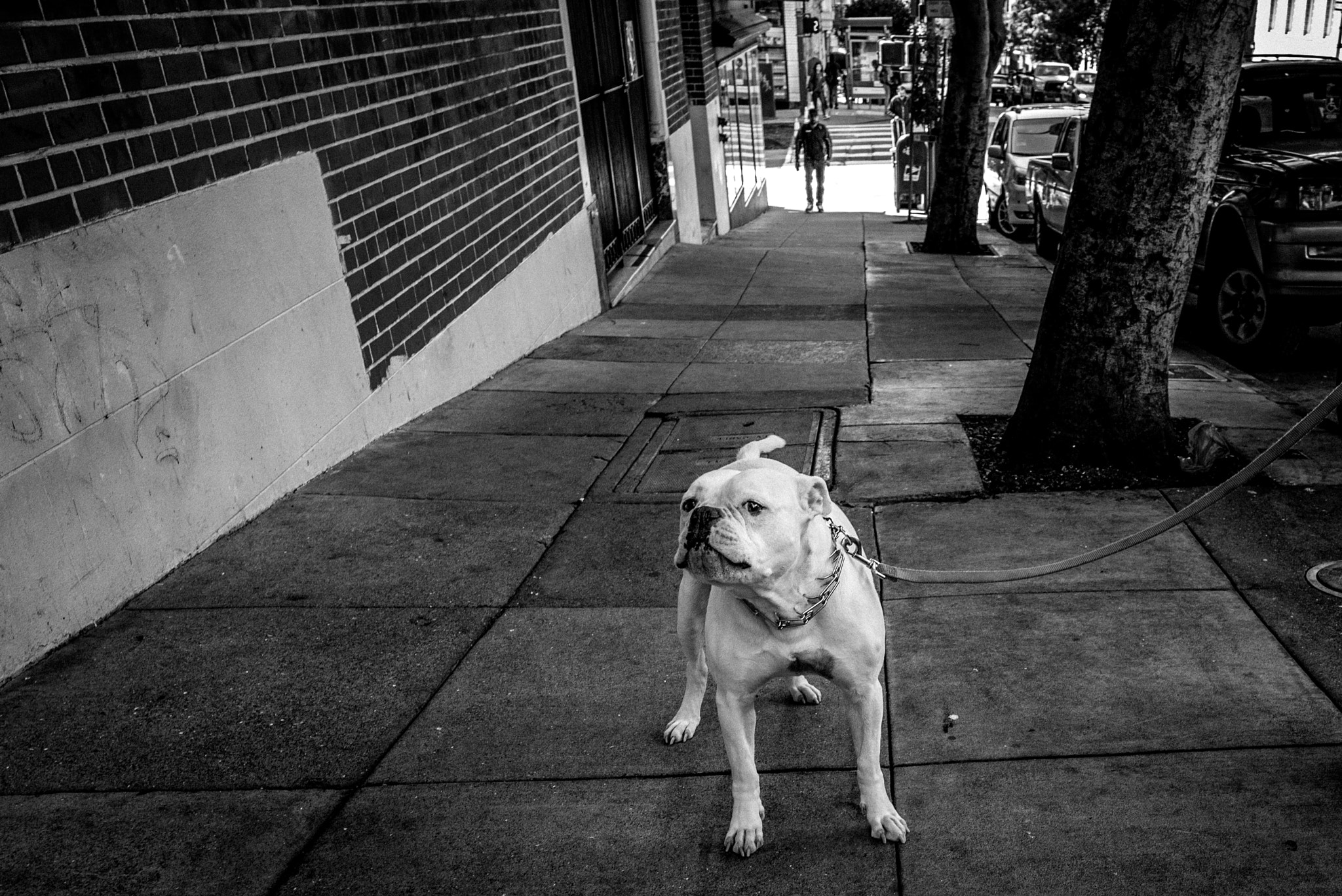 Leica Super-Elmar-M 21mm F3.4 ASPH sample photo. Man's bestfriend photography
