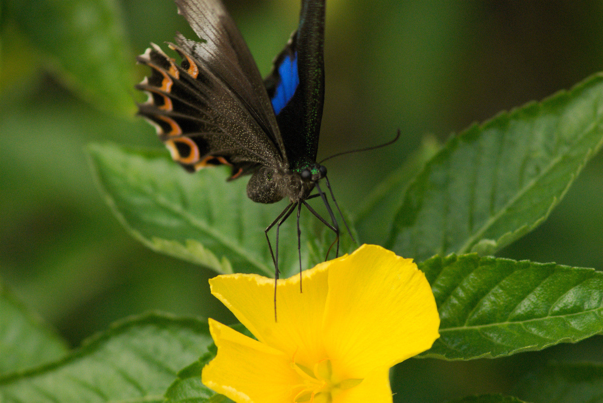 AF Zoom-Nikkor 75-300mm f/4.5-5.6 sample photo. Butterfly photography