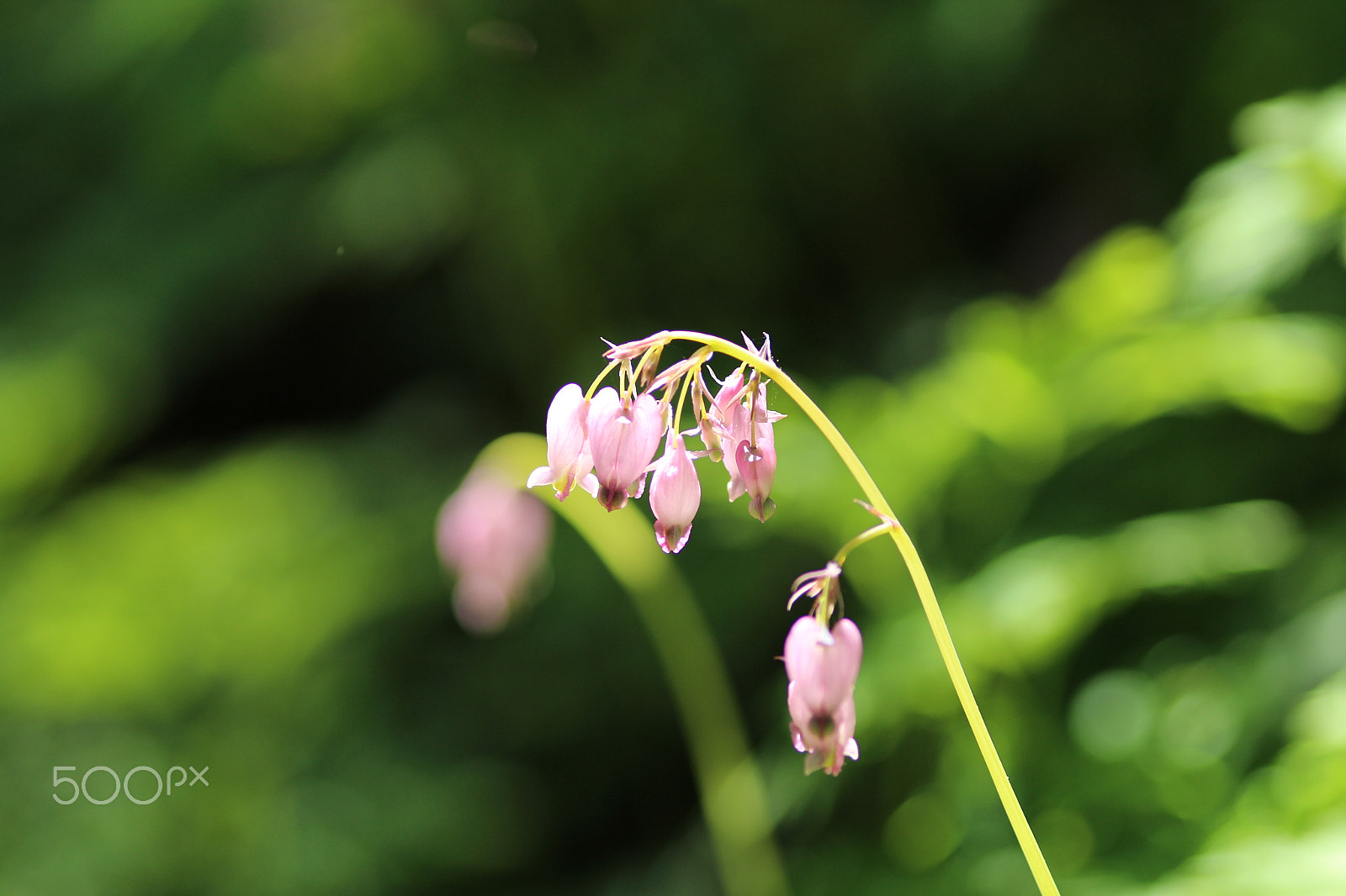 Canon EF 200mm F2.8L II USM sample photo. Blooming... photography