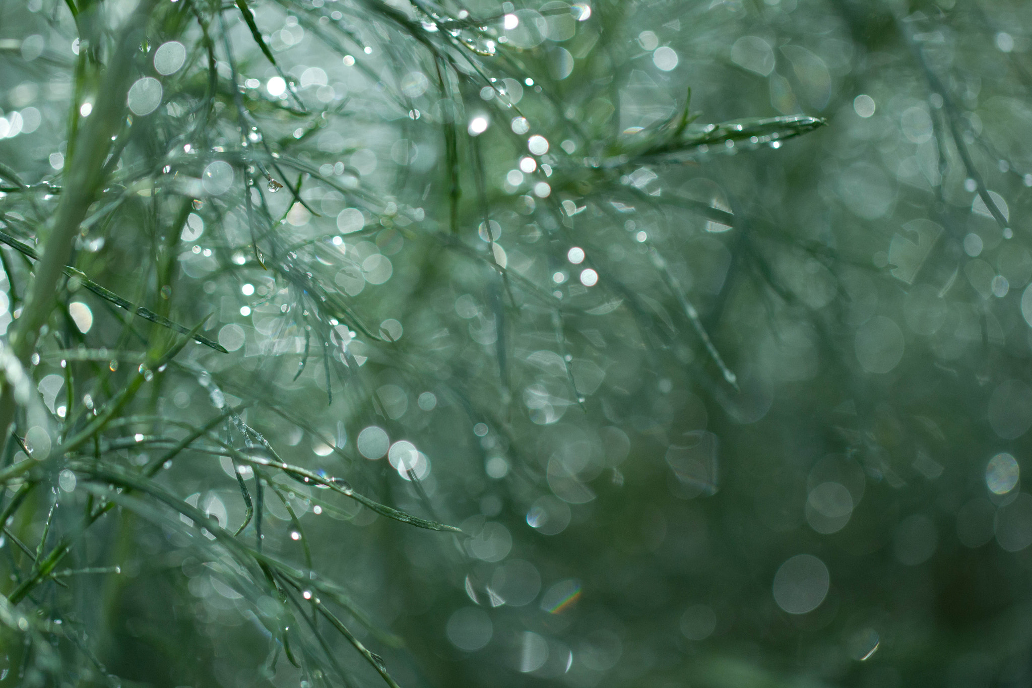Canon EF 100mm F2.8L Macro IS USM sample photo. Drenched photography