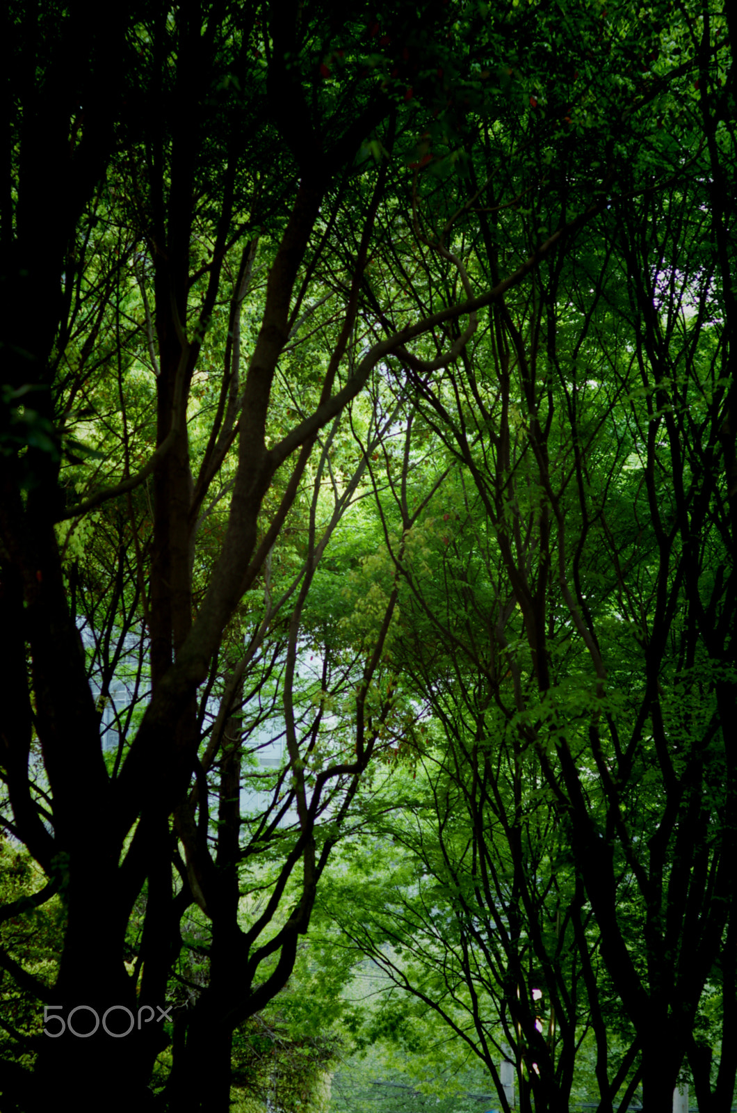 Pentax K-5 + Pentax smc FA 77mm 1.8 Limited sample photo. 谜之森 photography