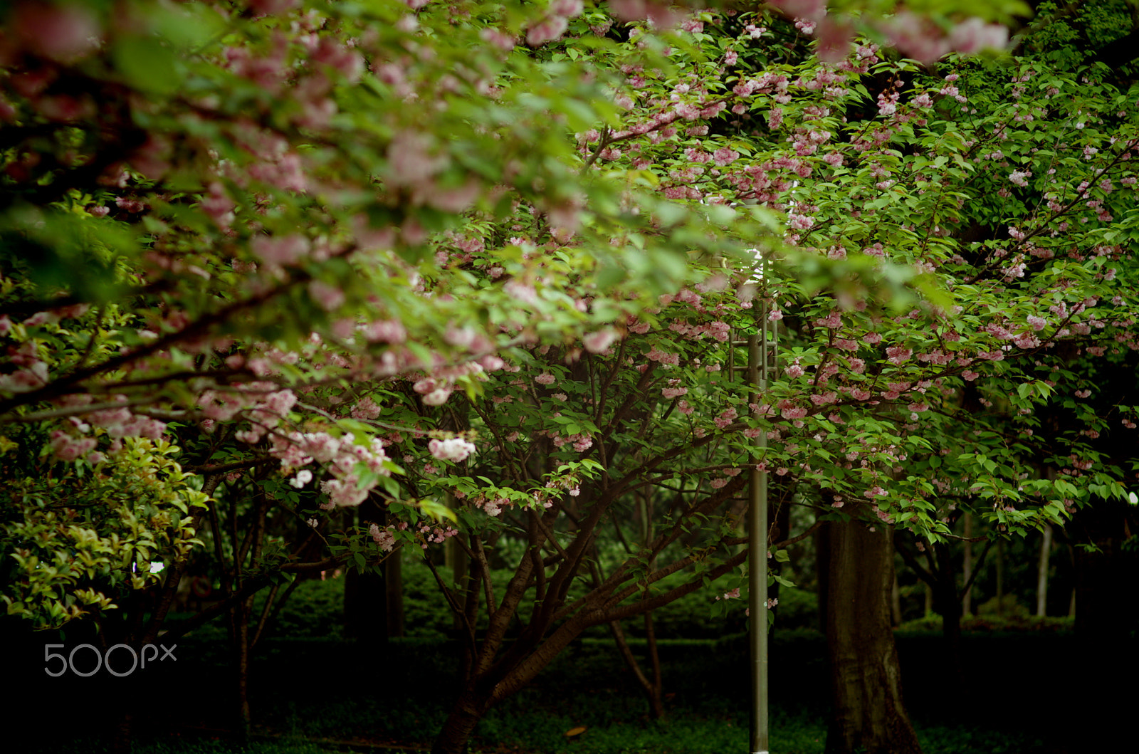 Pentax K-5 + Pentax smc FA 77mm 1.8 Limited sample photo. 谜之森 photography