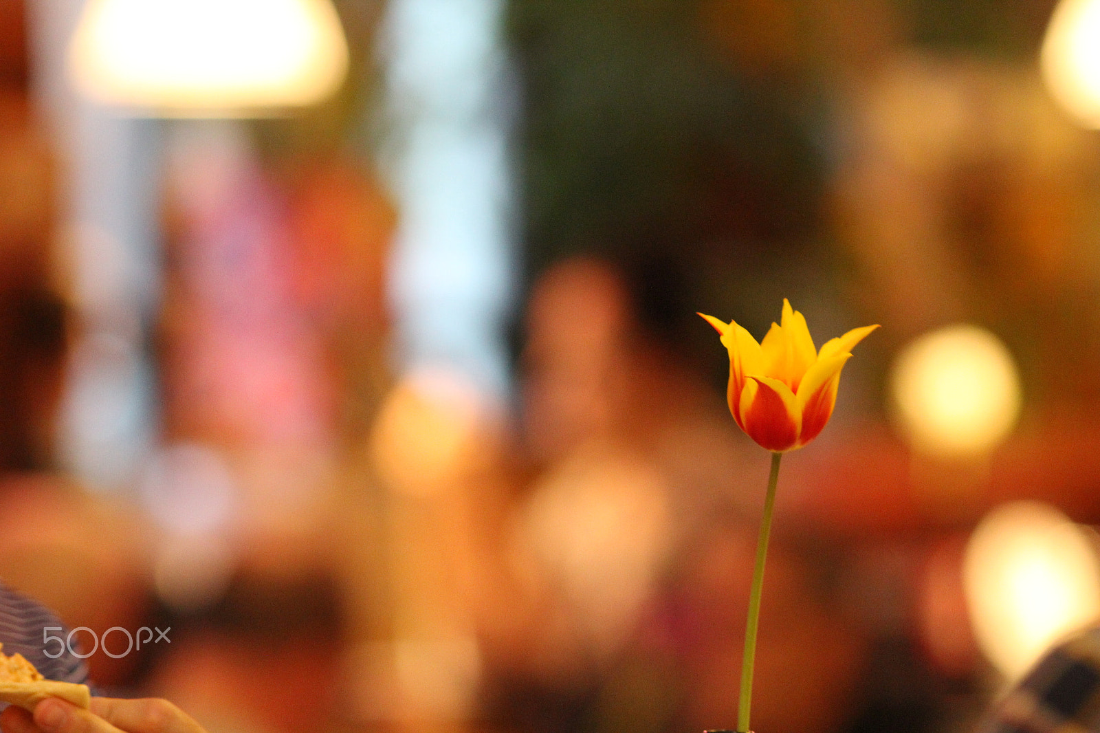 Canon EF 200mm F2.8L II USM sample photo. Bokeh tulip photography