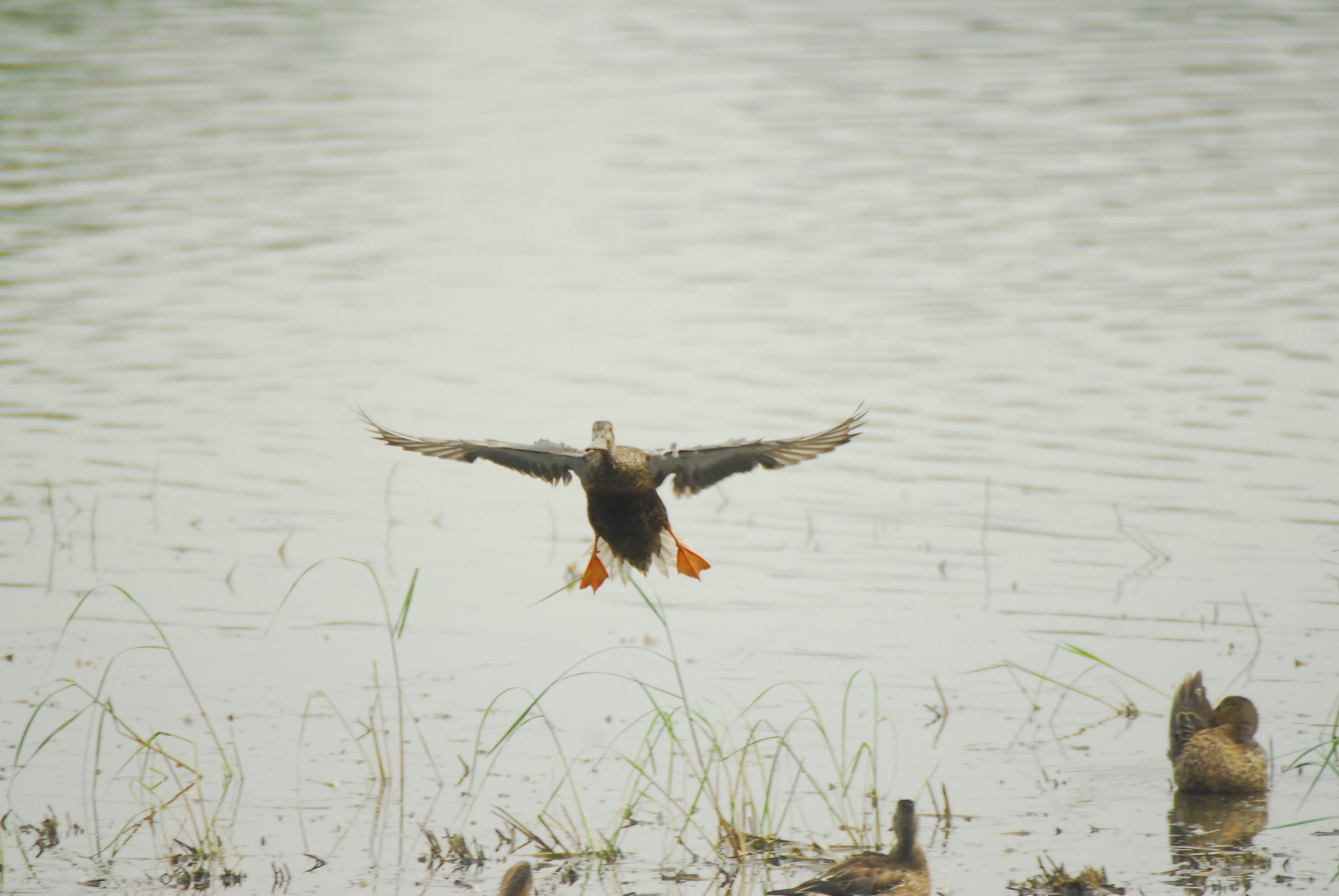 Sigma APO 170-500mm F5-6.3 Aspherical RF sample photo. Flying duck photography