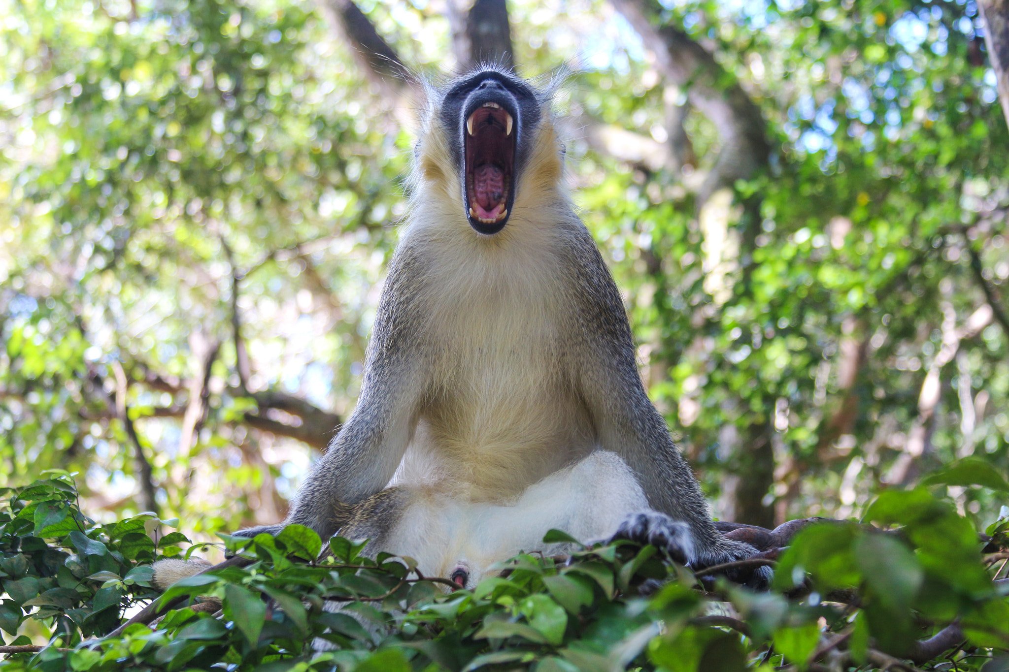 Canon EF 28-135mm F3.5-5.6 IS USM sample photo. Monkey photography