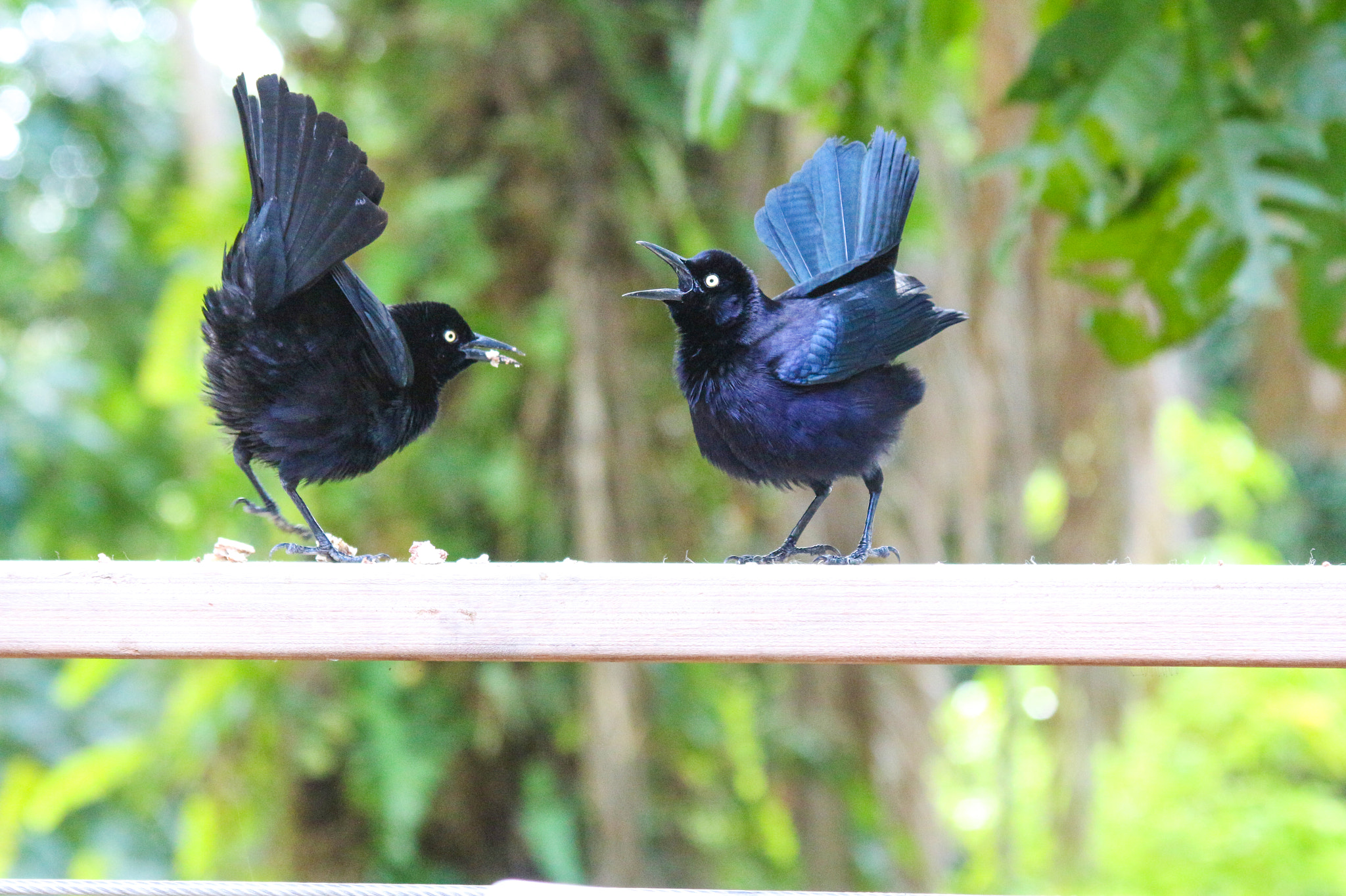 Canon EF 28-135mm F3.5-5.6 IS USM sample photo. Birds photography