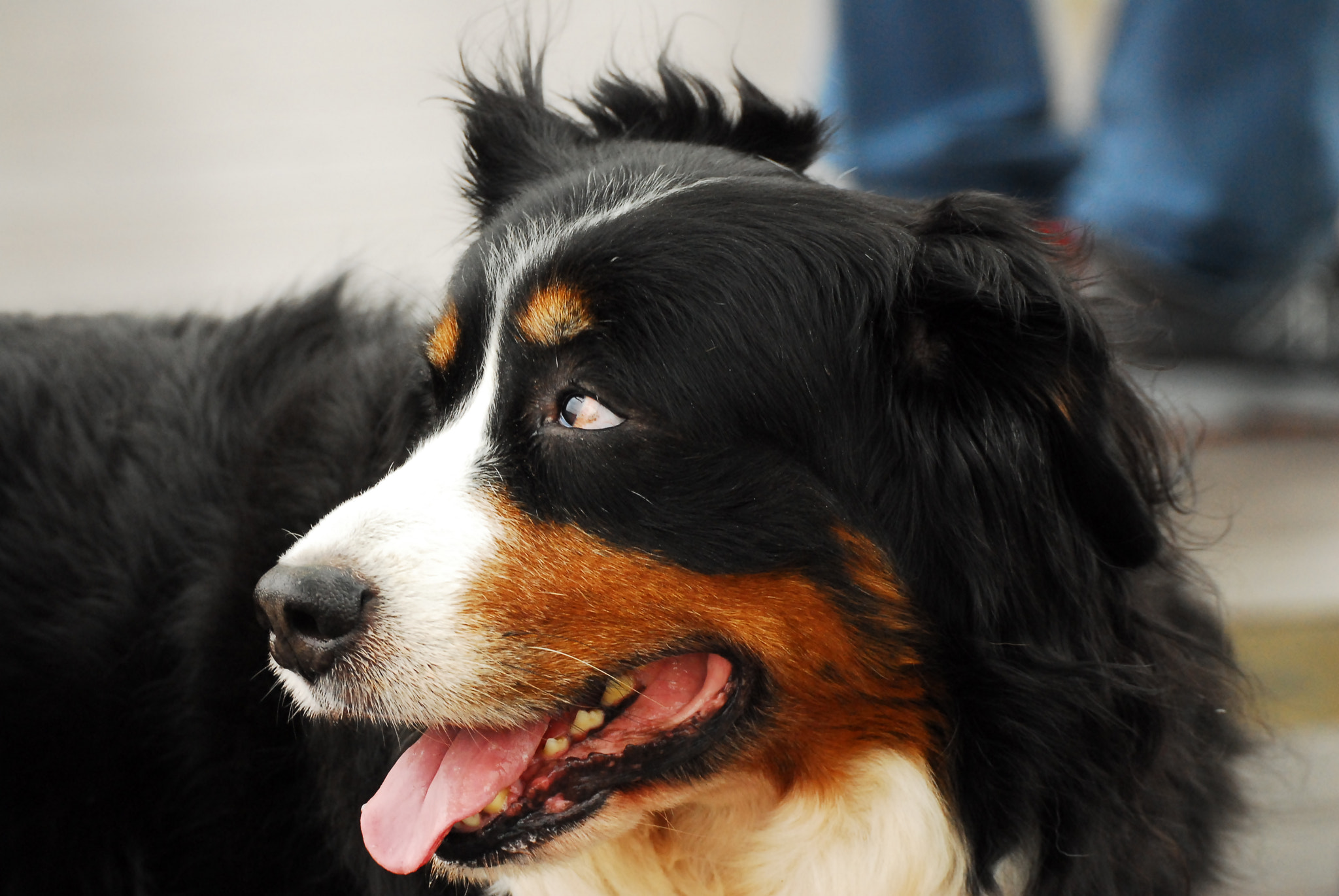 Sigma APO 170-500mm F5-6.3 Aspherical RF sample photo. Dog photography