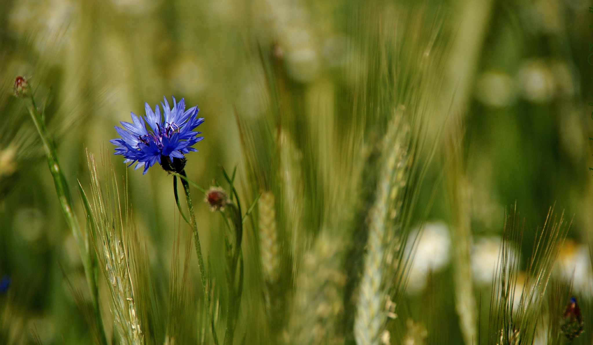 Nikon D40 sample photo. Blue in green photography