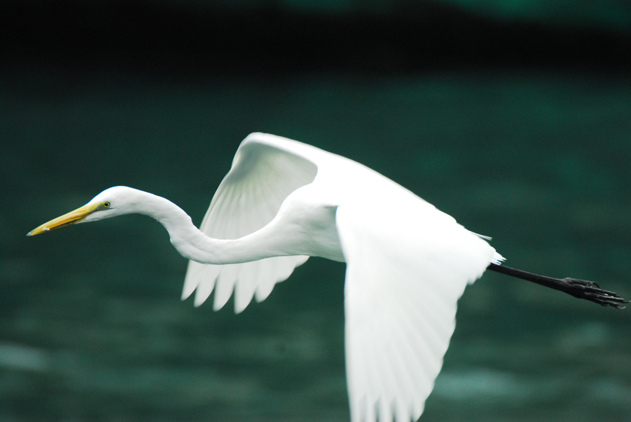 Sigma APO 170-500mm F5-6.3 Aspherical RF sample photo. Great egret photography
