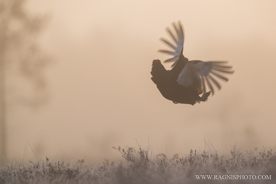 Nikon AF-S Nikkor 300mm F2.8G ED VR II sample photo. Black grouse flying photography