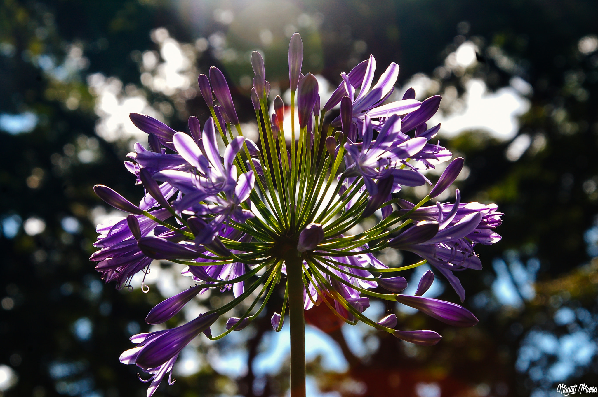 Nikon D50 sample photo. Morning blossom photography