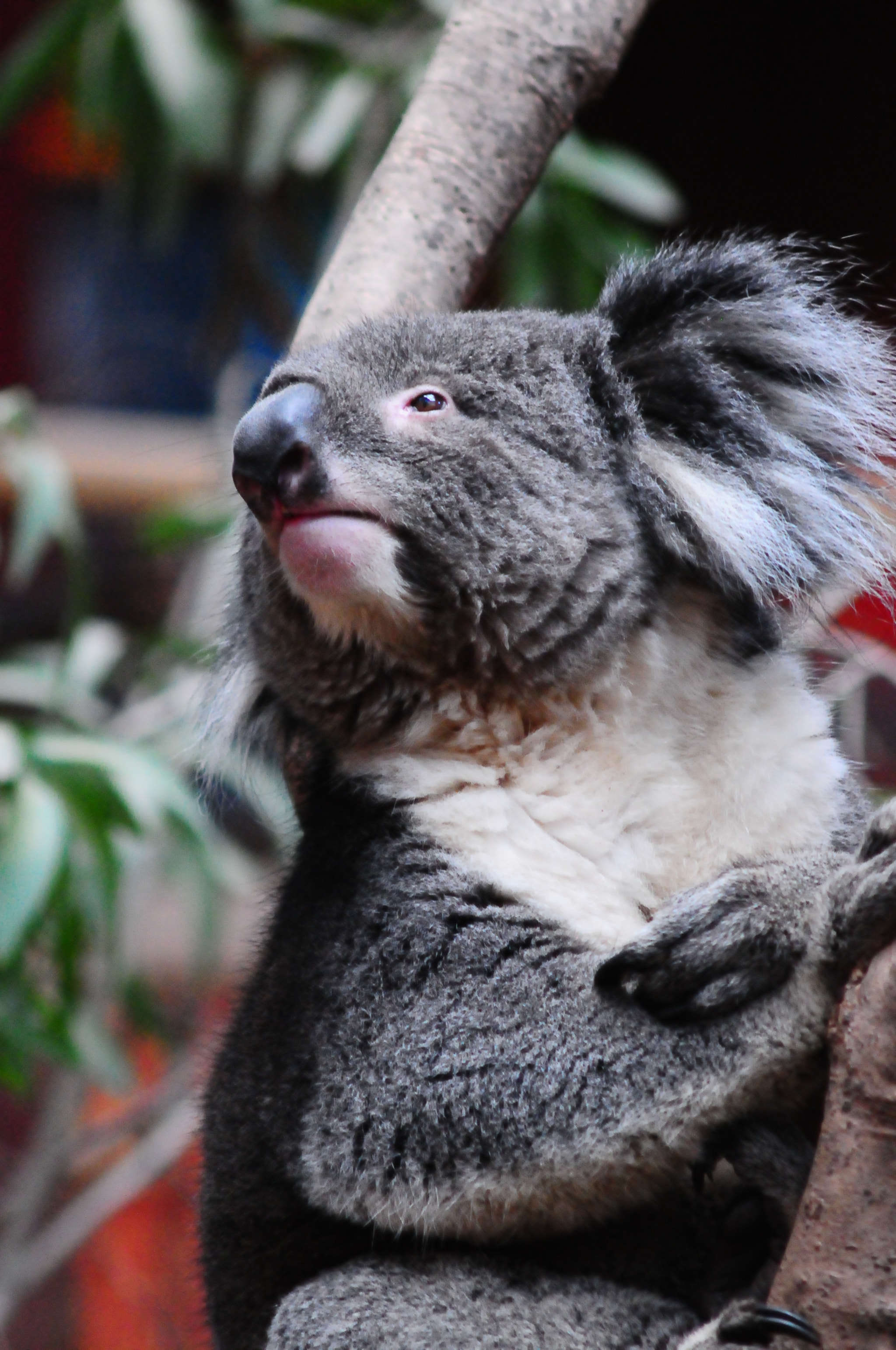 AF Zoom-Nikkor 75-300mm f/4.5-5.6 sample photo. Koala photography
