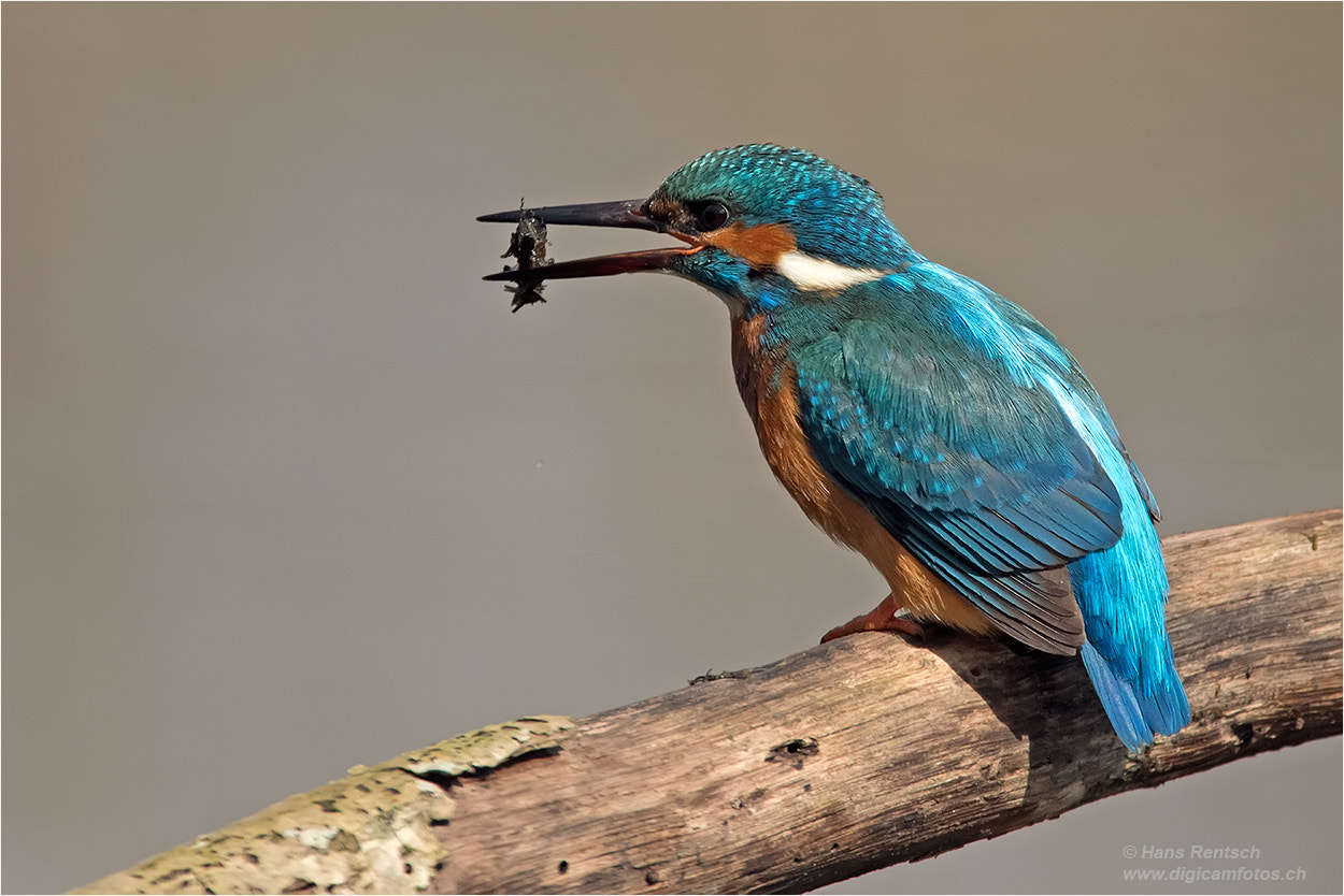 Nikon D5 sample photo. Eisvogel / alcedo atthis photography
