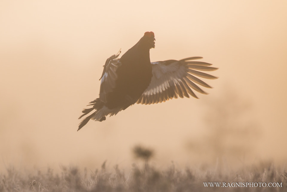 Nikon AF-S Nikkor 300mm F2.8G ED VR II sample photo. Flying in the mist photography
