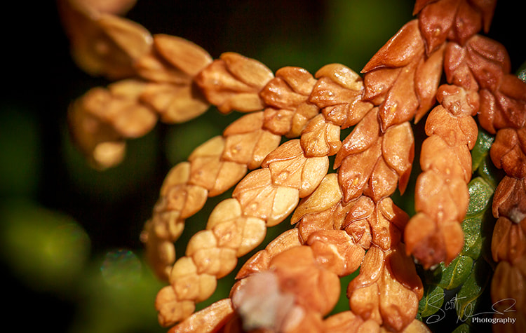 Tamron SP AF 60mm F2 Di II LD IF Macro sample photo. Braided nature... photography