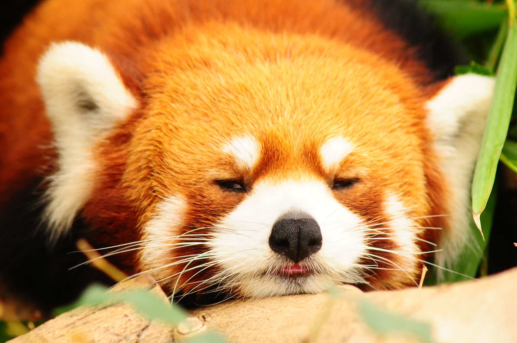 AF Zoom-Nikkor 75-300mm f/4.5-5.6 sample photo. Sleepy photography