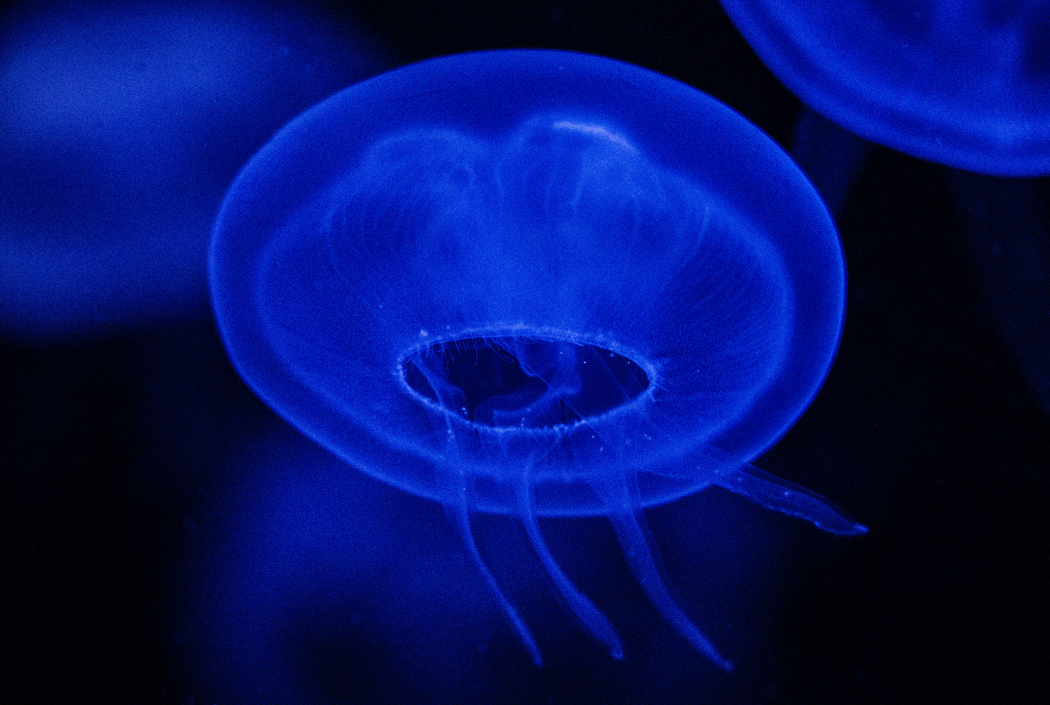 Sigma 50-500mm F4.5-6.3 DG OS HSM sample photo. Jellyfish photography