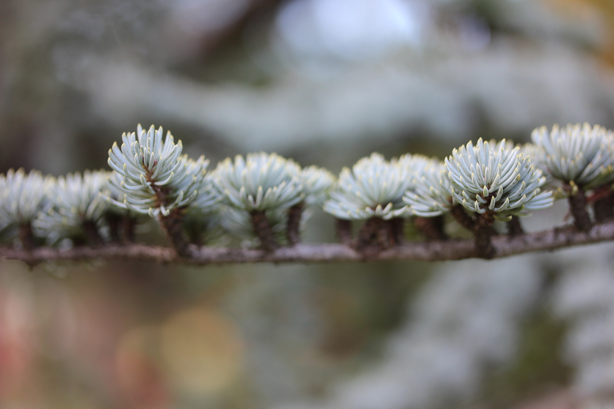 Canon EF-S 60mm F2.8 Macro USM sample photo