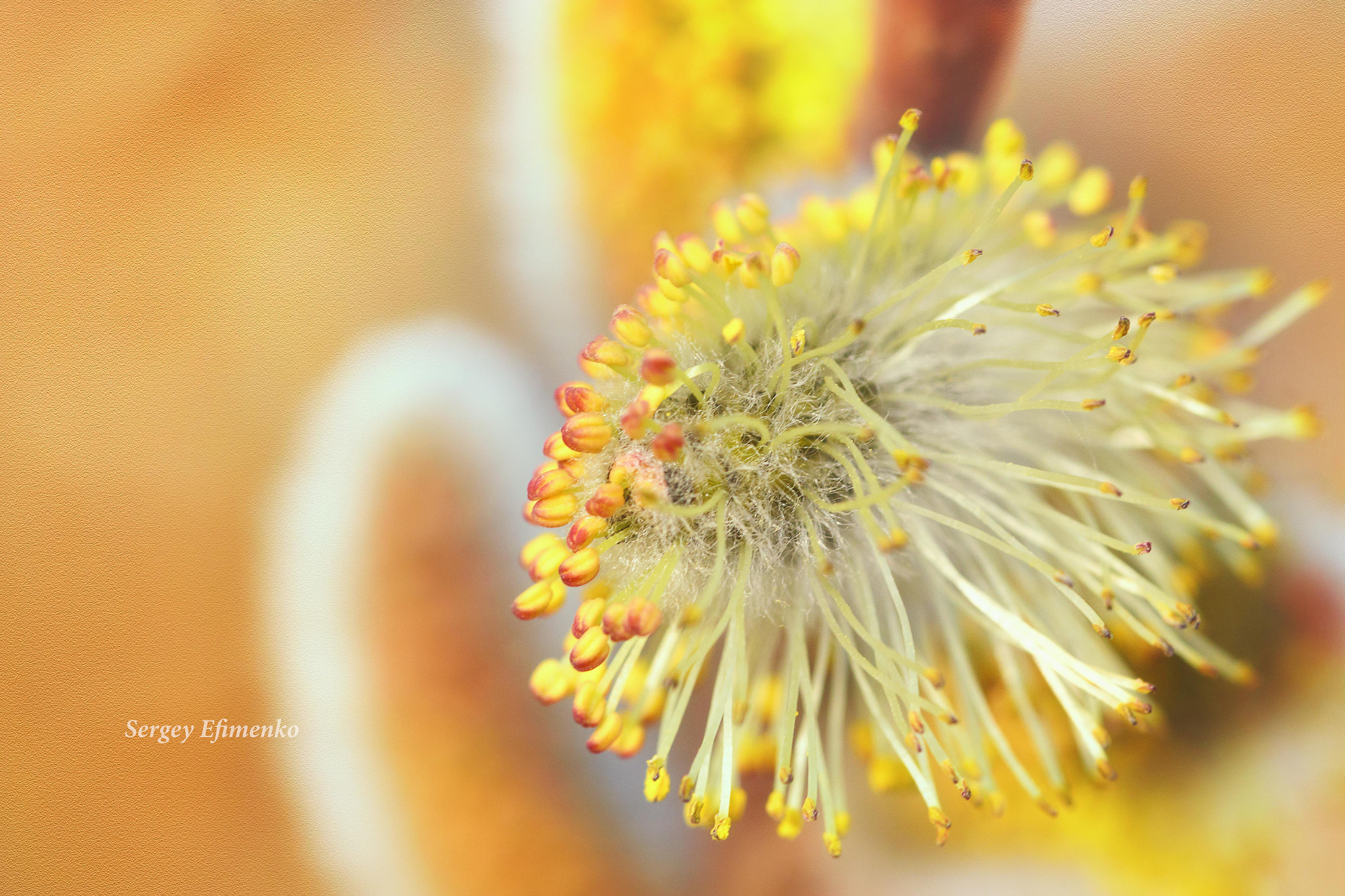 Sigma 105mm F2.8 EX DG OS HSM sample photo. Pussy-willow photography