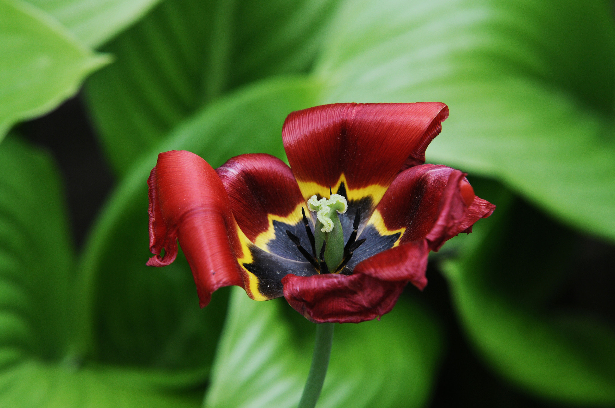 Sigma 70-200mm F2.8 EX DG OS HSM sample photo. Flower photography