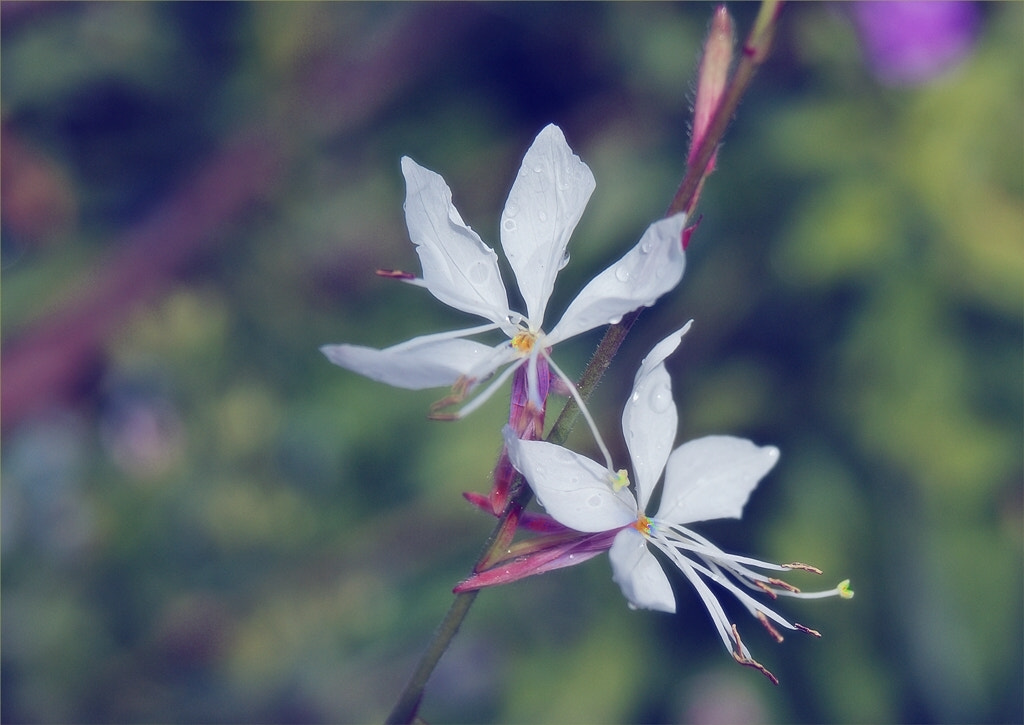 Sony Alpha DSLR-A290 + Sony DT 18-55mm F3.5-5.6 SAM sample photo. Like little butterflies photography