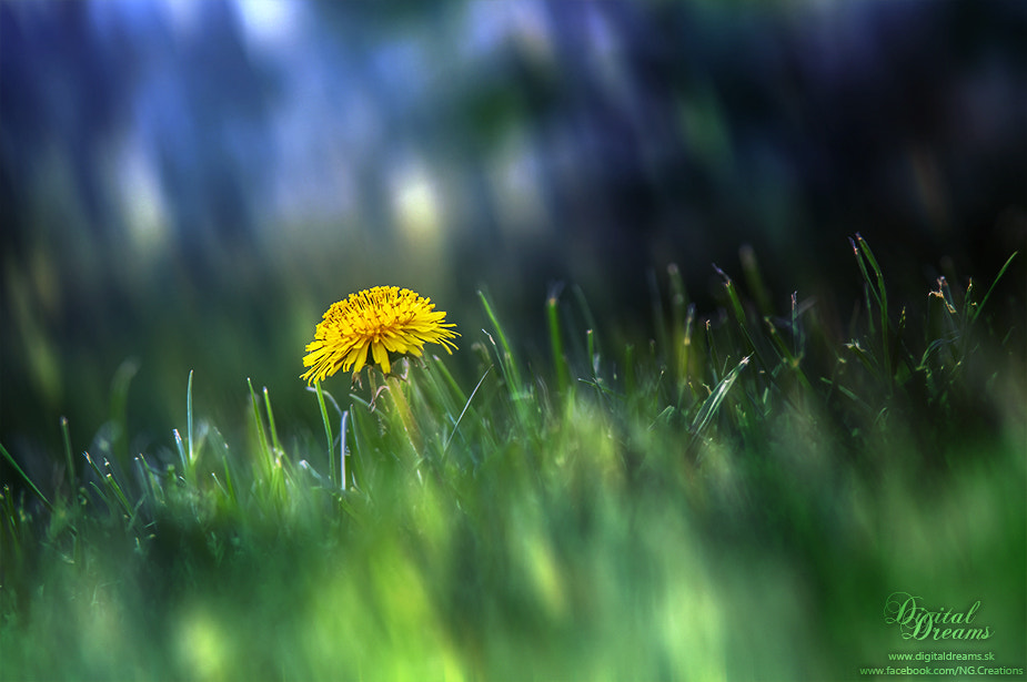 Pentax K-3 sample photo. Dandelion photography