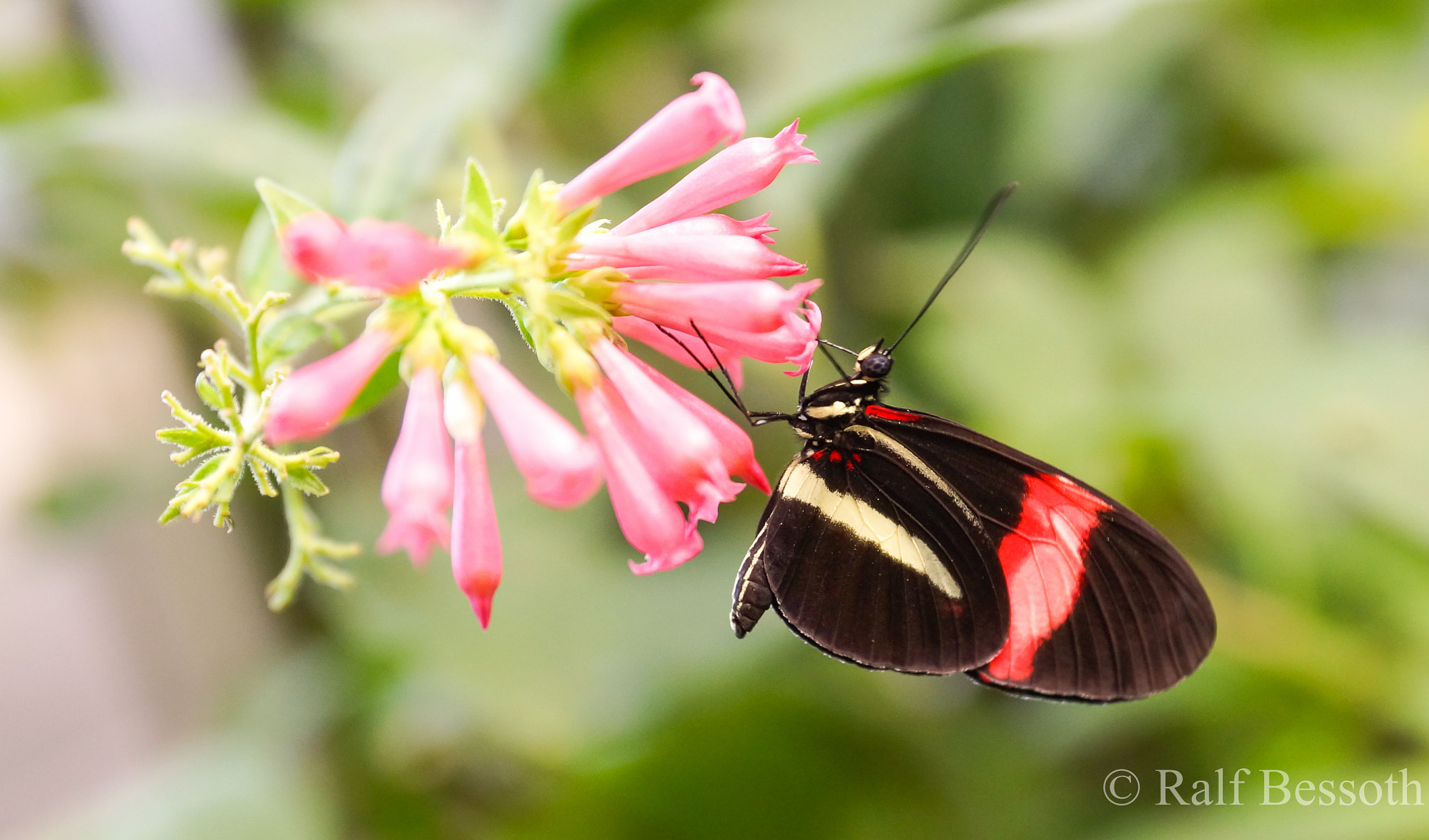 Sony a99 II + 24-70mm F2.8-2.8 SSM sample photo. Butterfly and flower photography