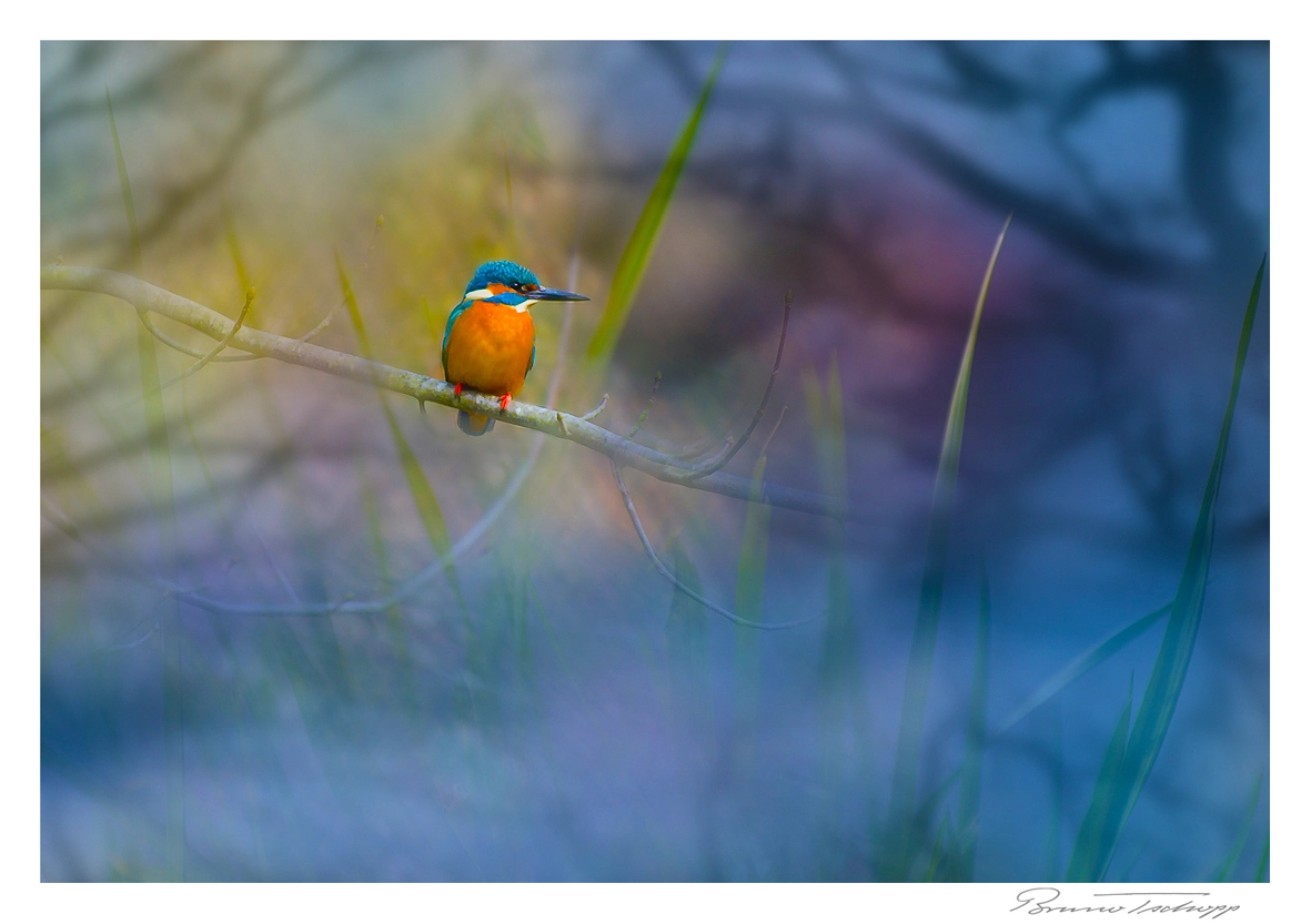 Pentax smc DA* 50-135mm F2.8 ED (IF) SDM sample photo. Der eisvogel photography