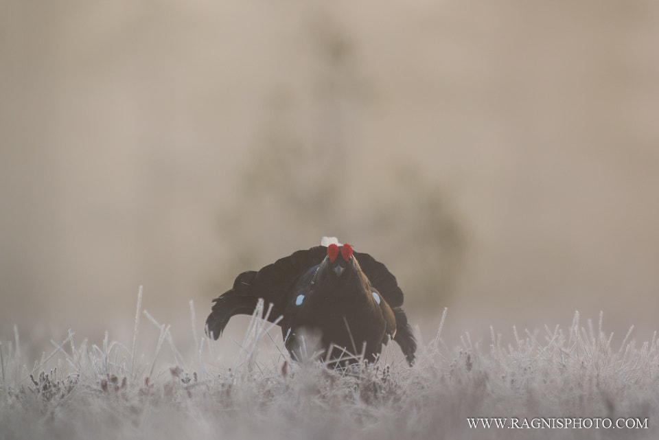 Nikon AF-S Nikkor 300mm F2.8G ED VR II sample photo. Black grouse in the mist photography