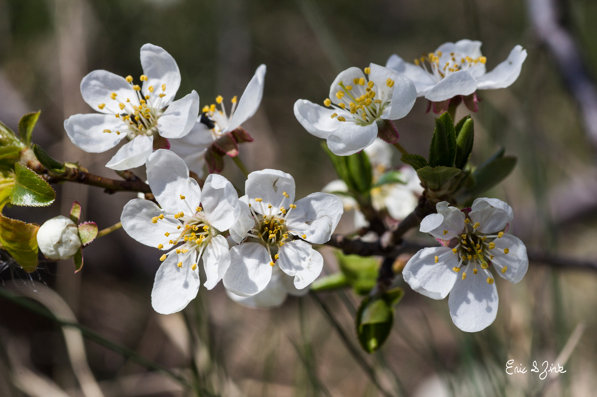 Tamron SP AF 90mm F2.8 Di Macro sample photo. Apple blossom photography