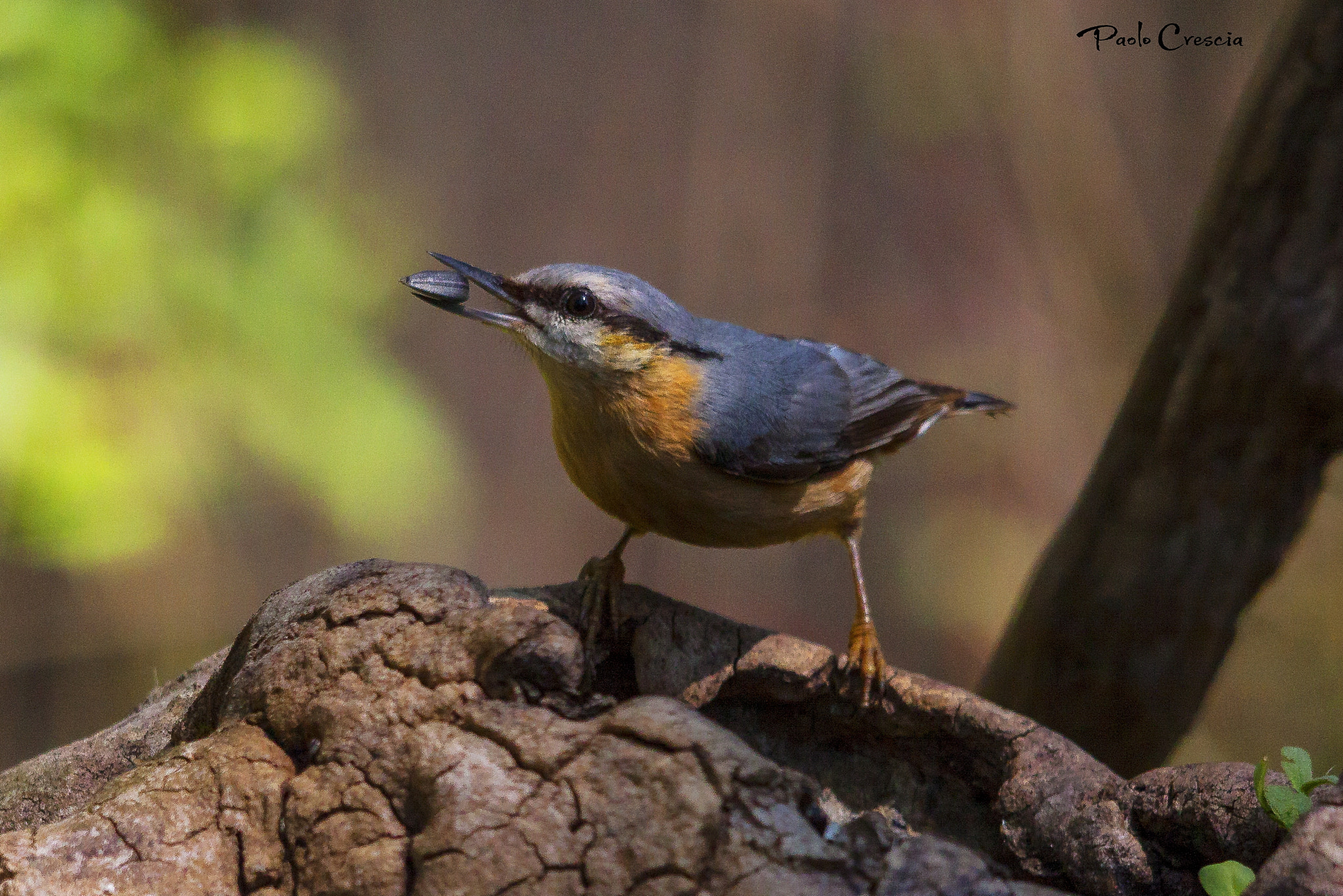 Sigma 150-500mm F5-6.3 DG OS HSM sample photo. Picchio muratore photography