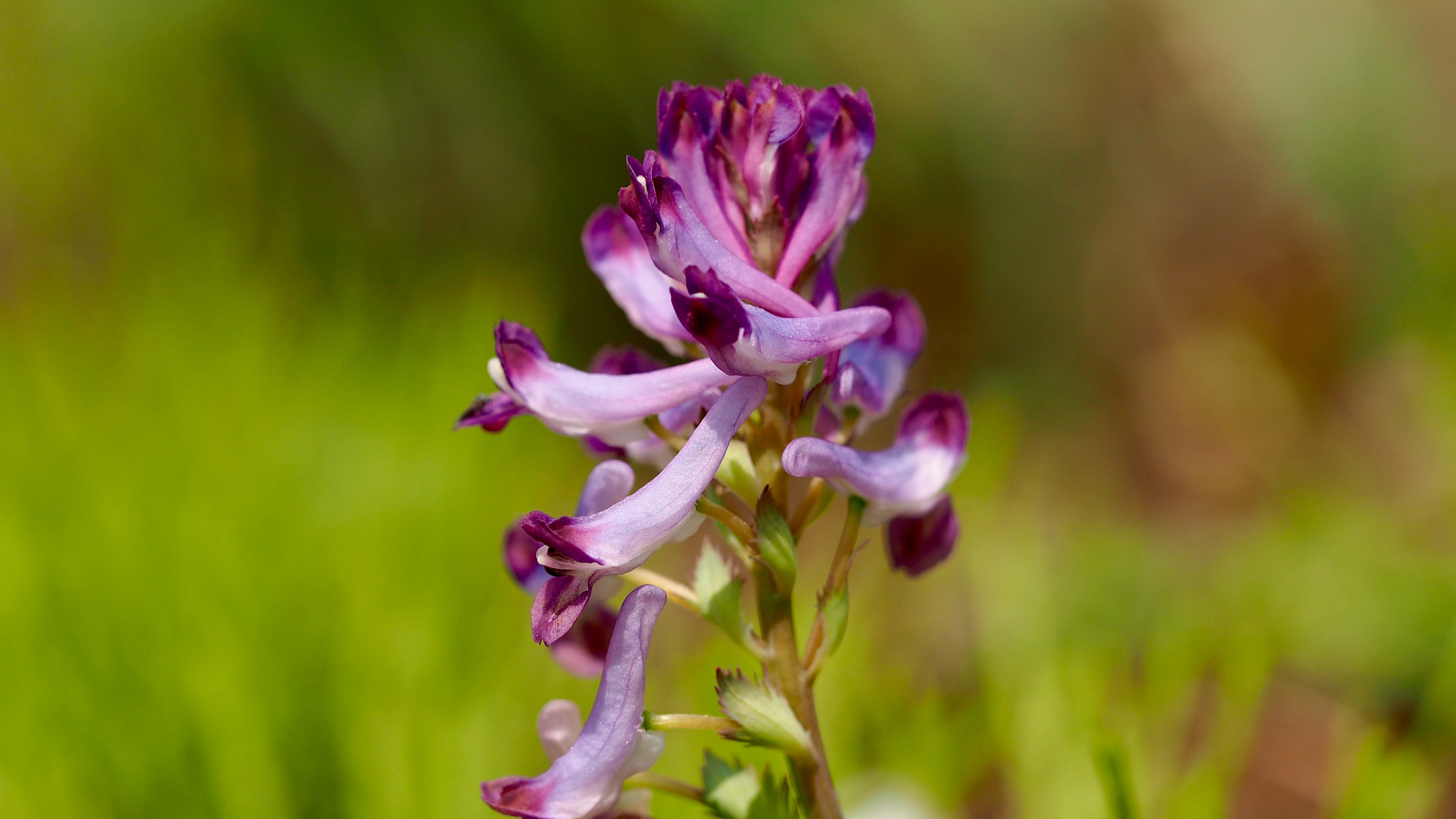 Olympus PEN E-PL7 sample photo. Corydalis incisa photography