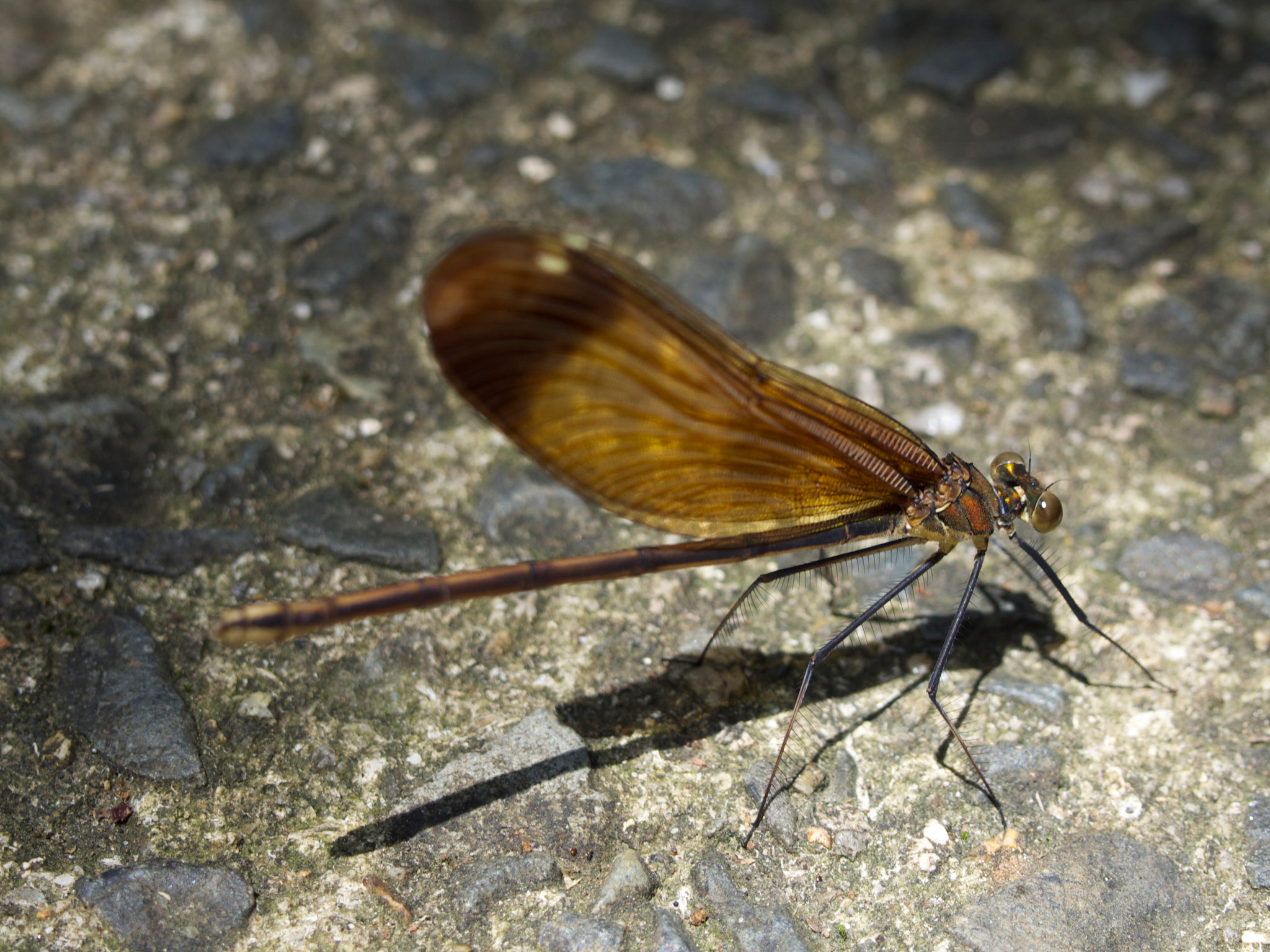 Olympus PEN E-P5 sample photo. Damselfly photography