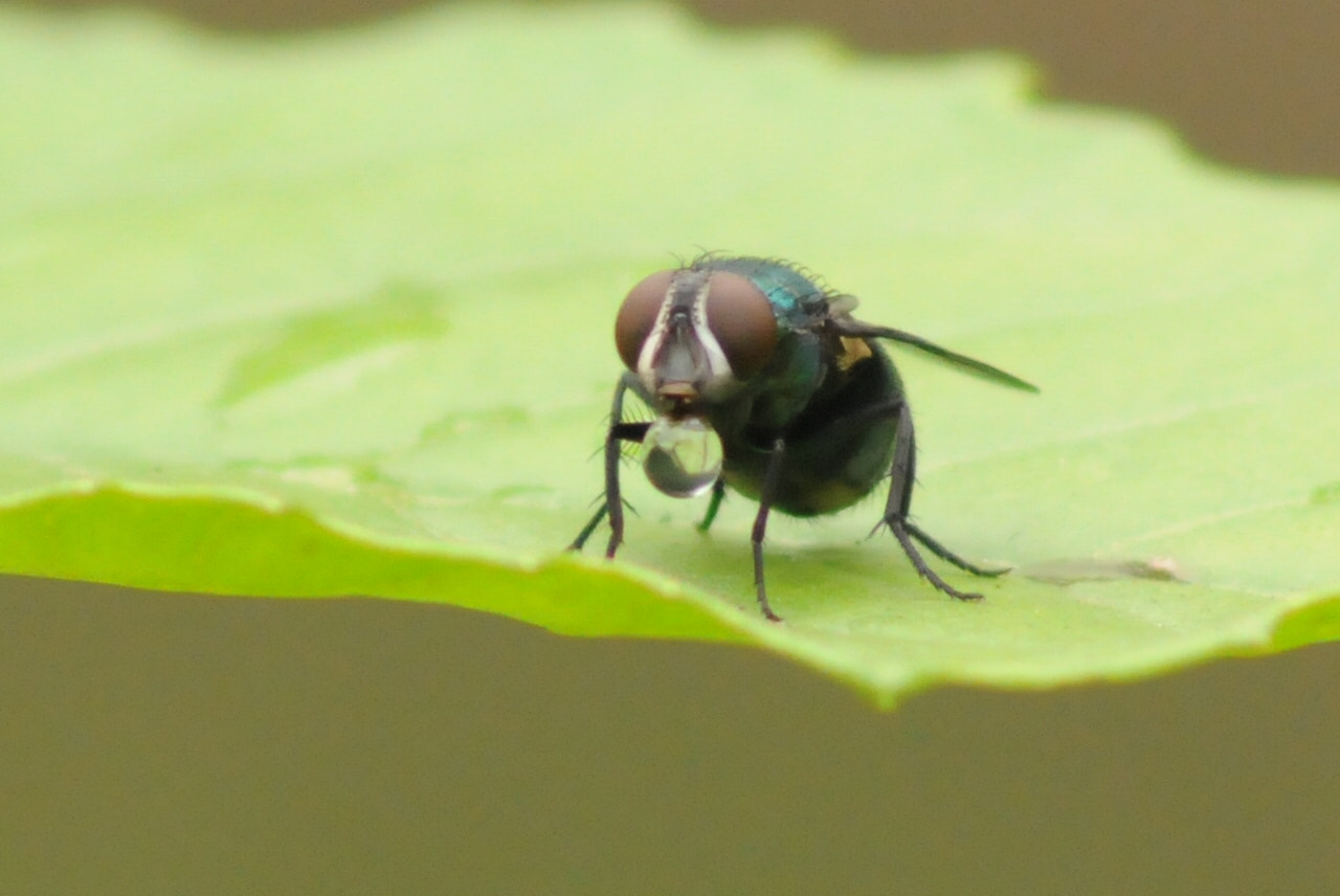 AF Zoom-Nikkor 75-300mm f/4.5-5.6 sample photo. Drinking fly photography