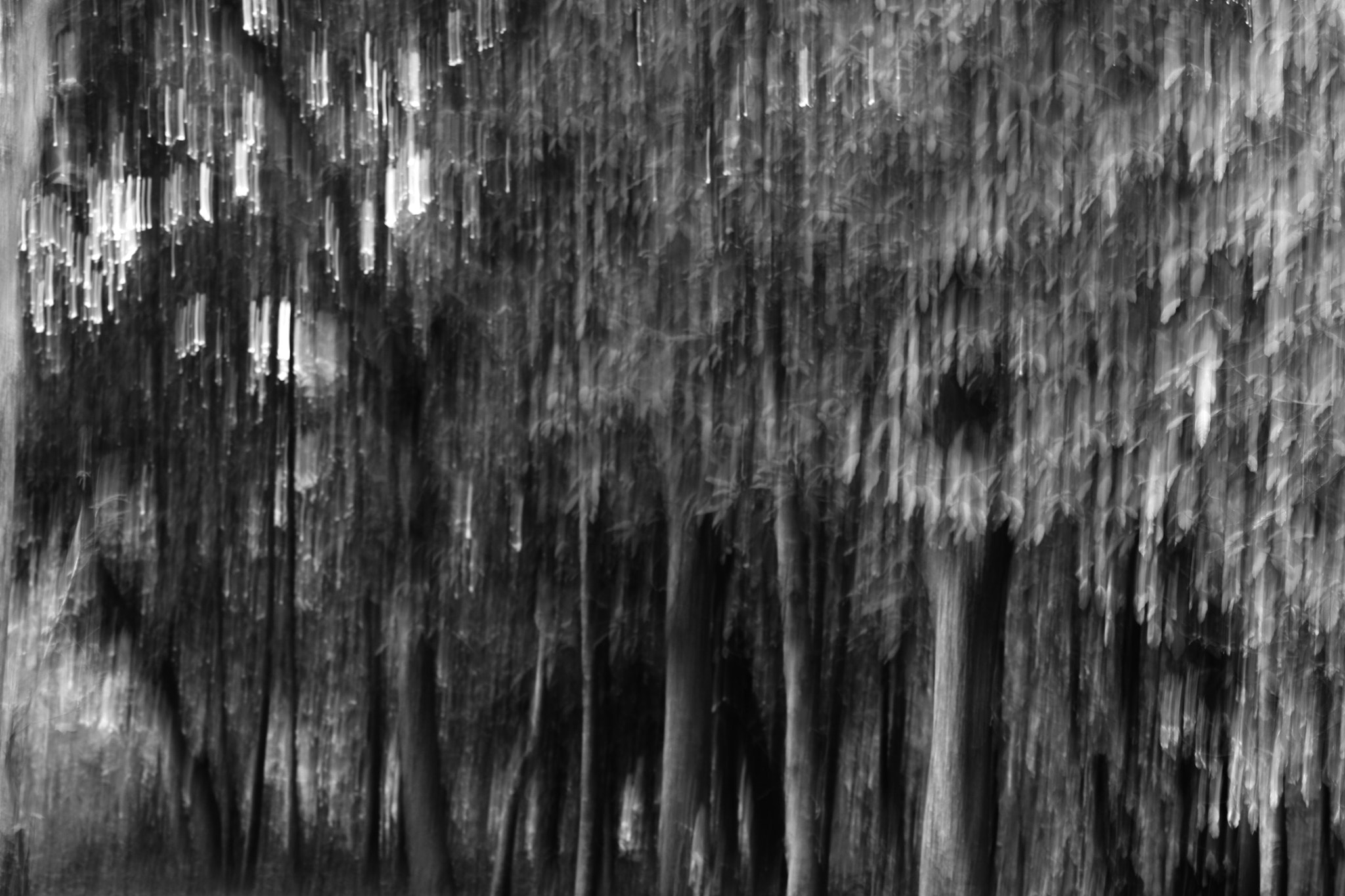 Canon EOS 450D (EOS Rebel XSi / EOS Kiss X2) sample photo. Tree blur photography